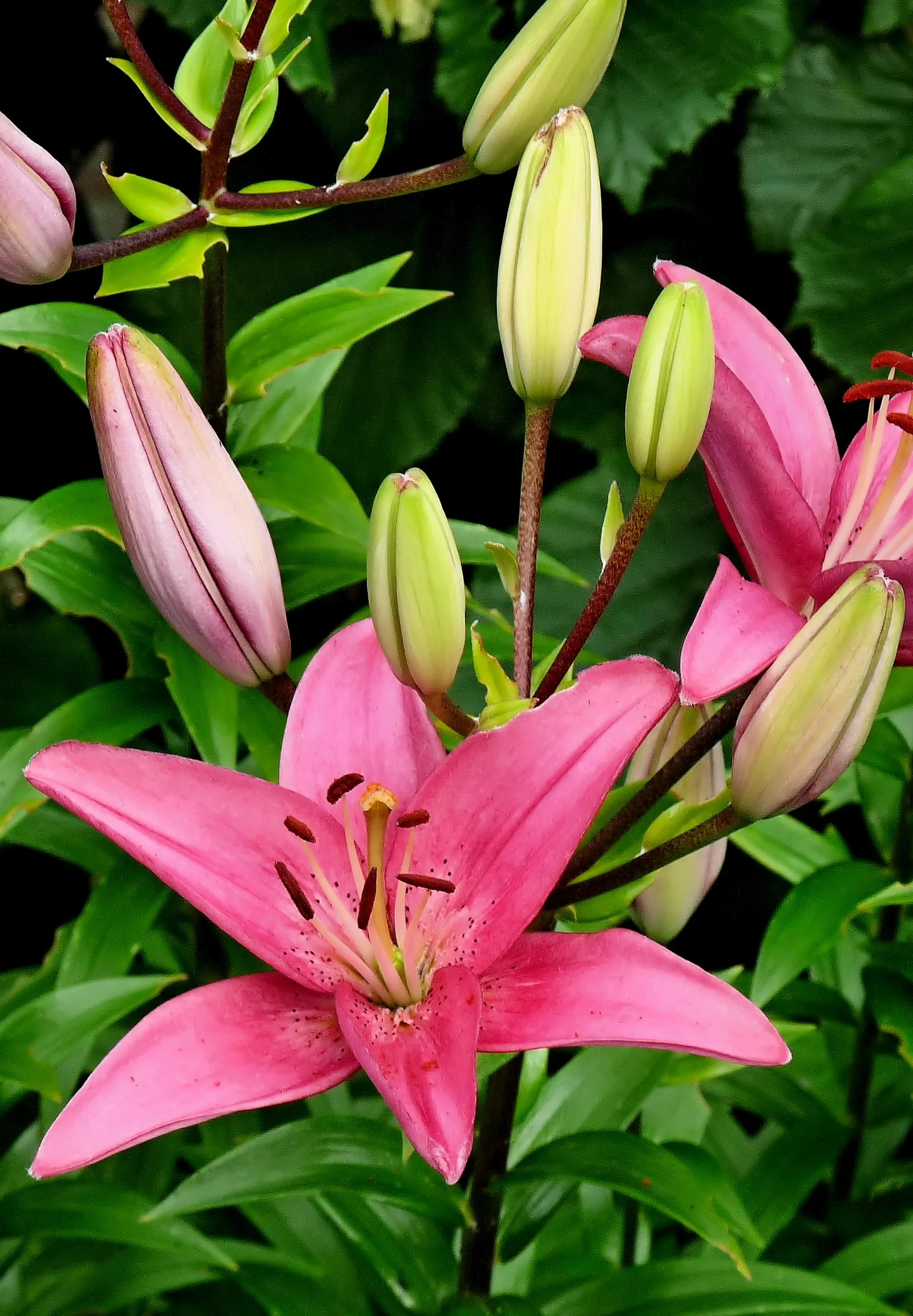 Asiatic Hybrid Lily (Lilium 'Casa Blanca') — pure white petals that unfurl to form 6- to 8-inch blooms
