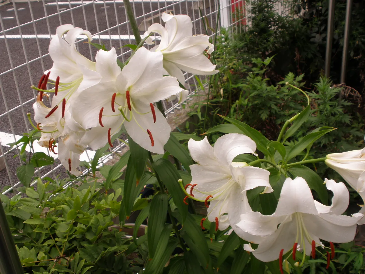Asiatic Hybrid Lily (Lilium 'Casa Blanca') — It invites a luxurious atmosphere to garden spaces