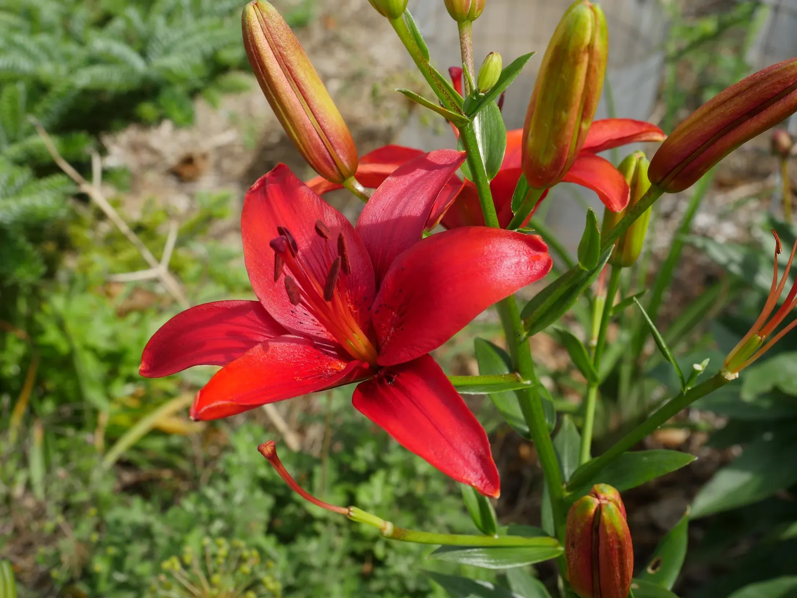 Asiatic Hybrid Lily (Lilium 'Casa Blanca') — is a celebrated ornamental flower that adds a touch of exotic elegance to any landscape design; the Lilium 'Casa