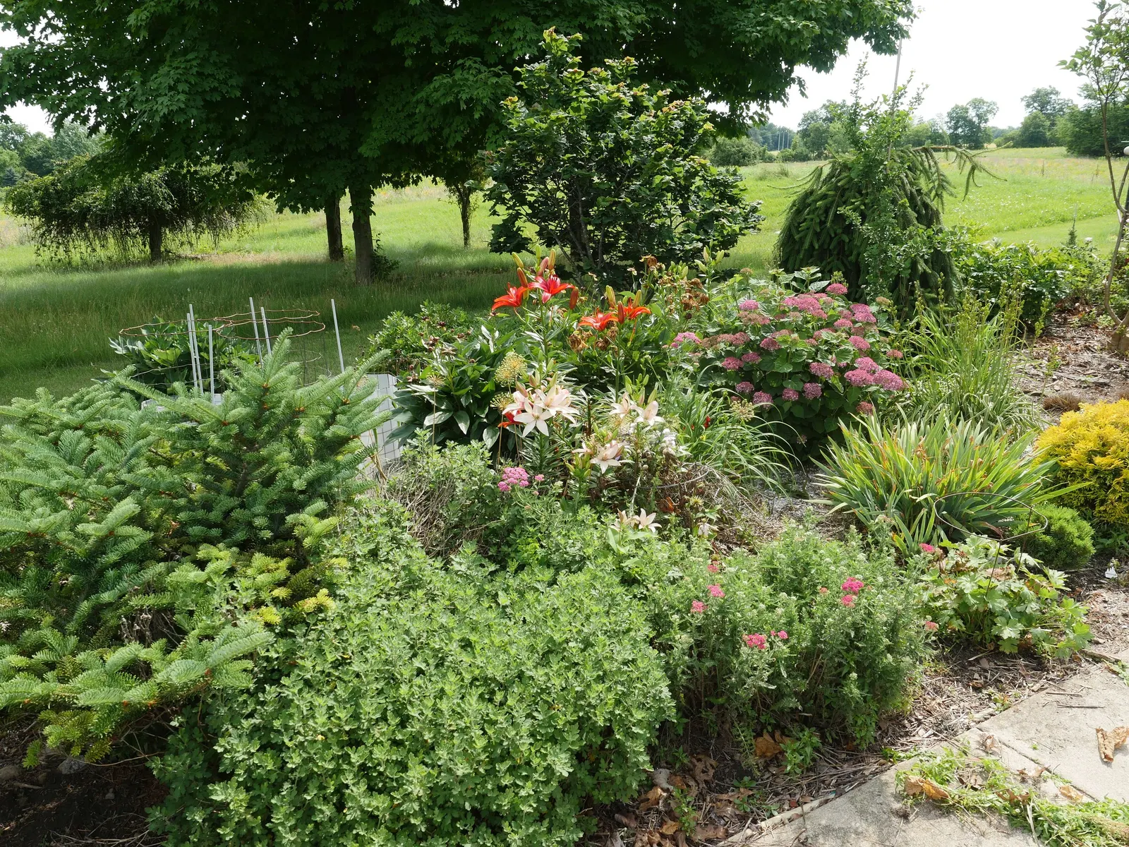 Asiatic Hybrid Lily (Lilium 'Casa Blanca') — too much will hinder flower production.<br><br>The upright stems of 'Casa Blanca' are sturdy; white flowers in the