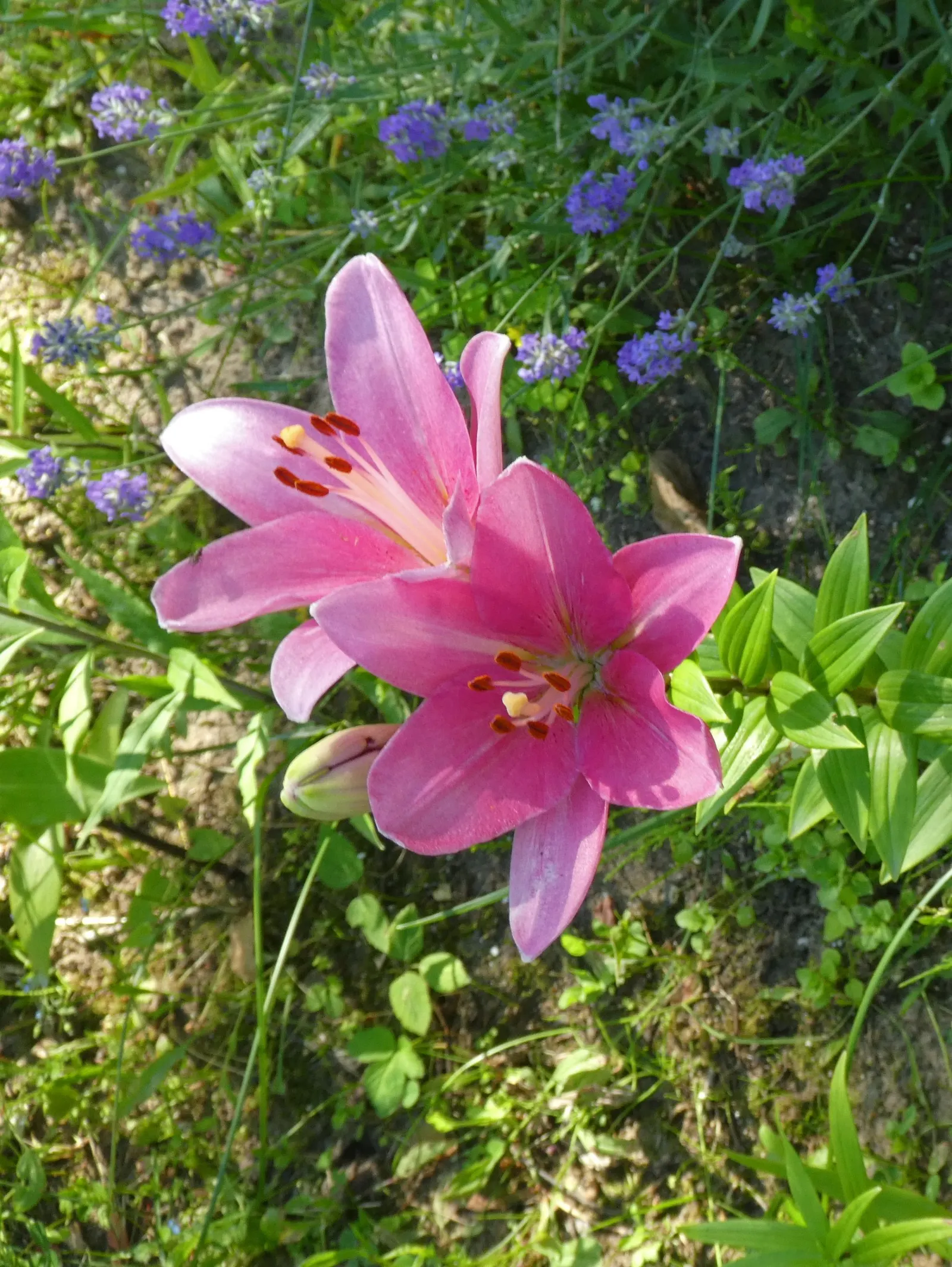 Asiatic Hybrid Lily (Lilium 'Casa Blanca') — Each bloom features a distinctive array of six tepals that curve gently backward; too much will hinder flower