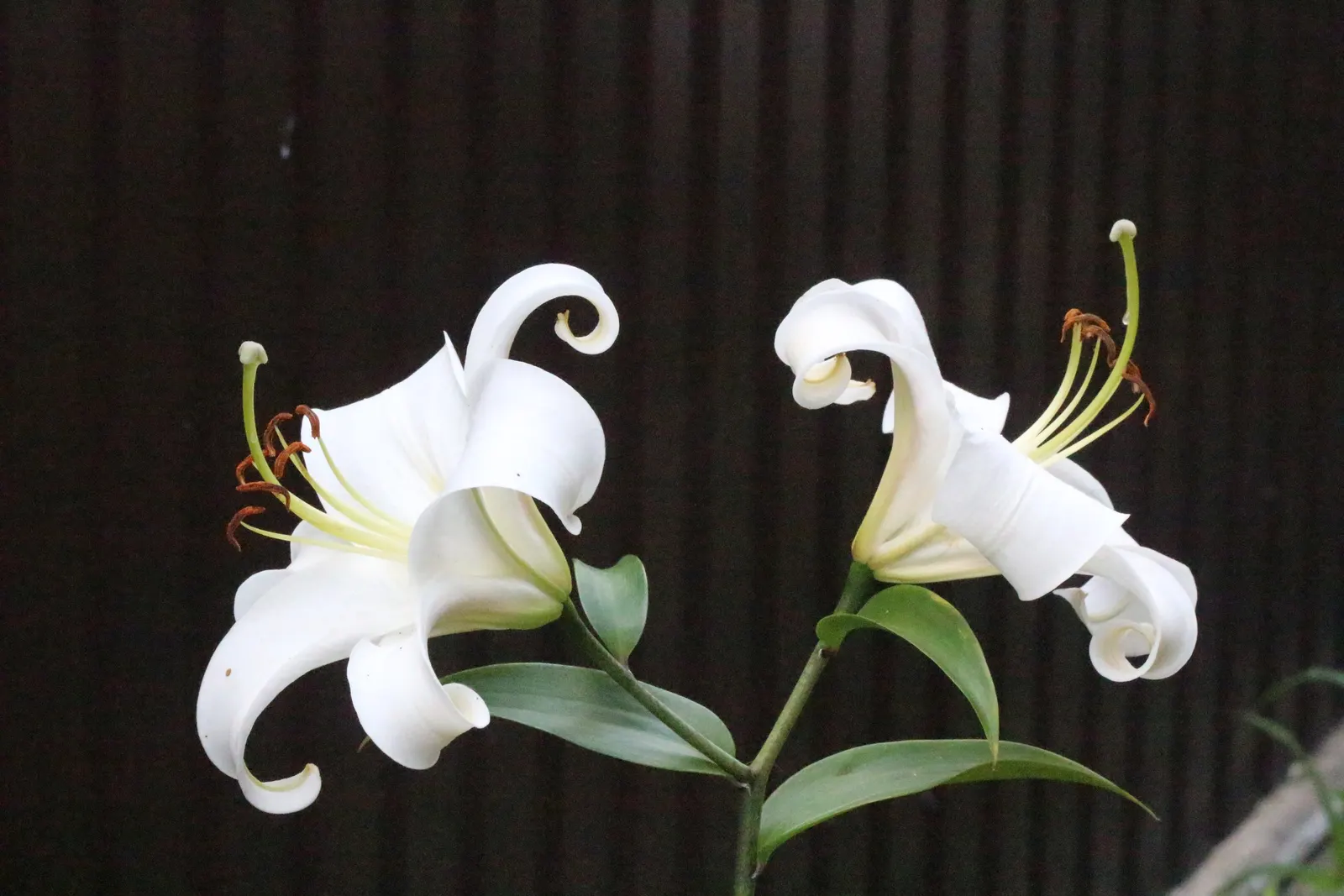 Asiatic Hybrid Lily (Lilium 'Casa Blanca') — This hardy perennial reaches a stately height of 4 to 5 feet and thrives in full sun to partial shade