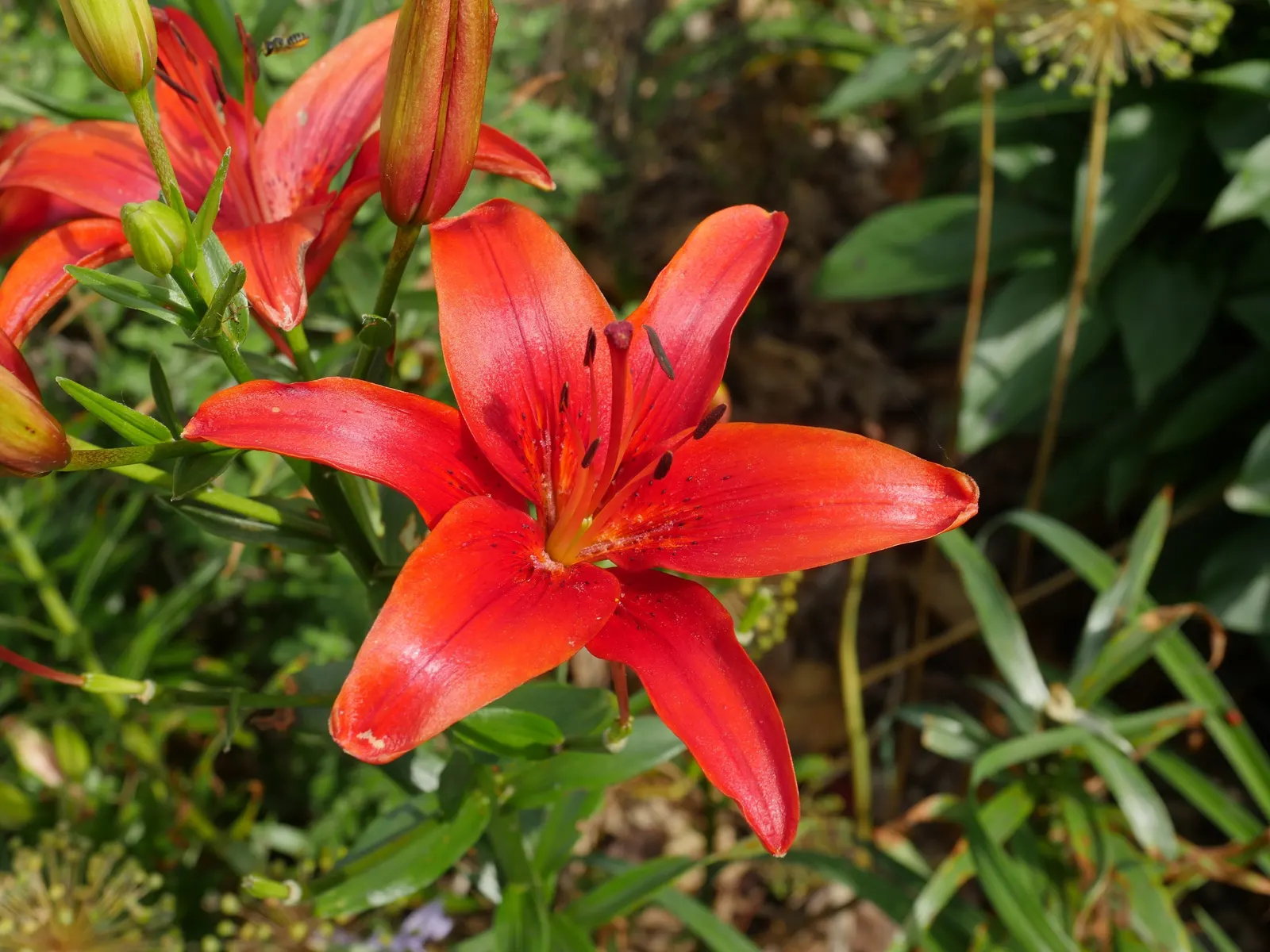 Asiatic Hybrid Lily (Lilium 'Casa Blanca') — Mulching will help keep the roots cool and conserve moisture; when planting with other garden plants