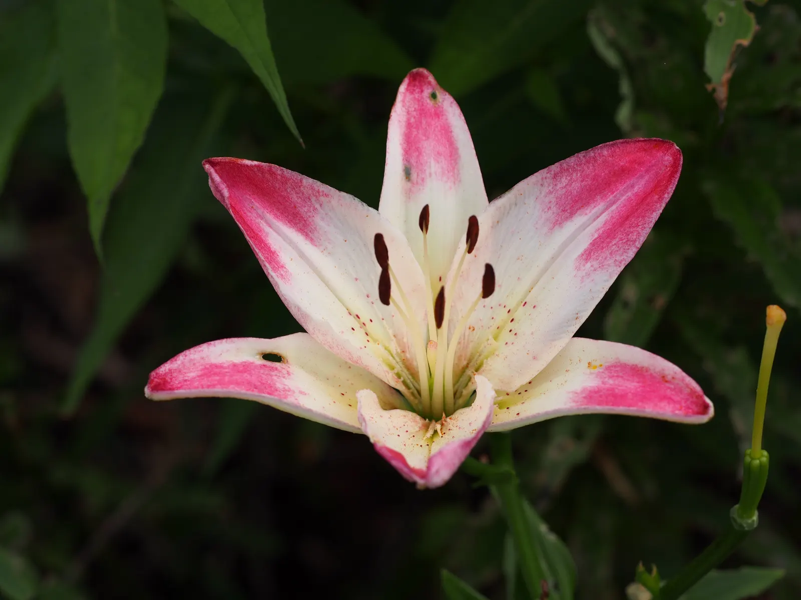 Asiatic Hybrid Lily (Lilium 'Casa Blanca') — Adequate spacing of about 12 to 18 inches between bulbs is crucial to ensure proper air circulation and growth