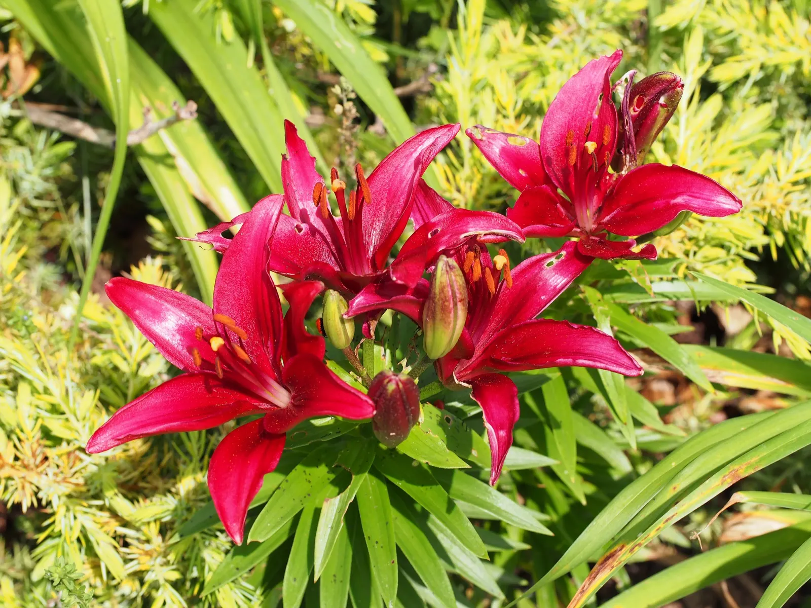 Asiatic Hybrid Lily (Lilium 'Casa Blanca') — particularly the Lilium 'Casa Blanca'; the Lilium 'Casa Blanca' is low maintenance