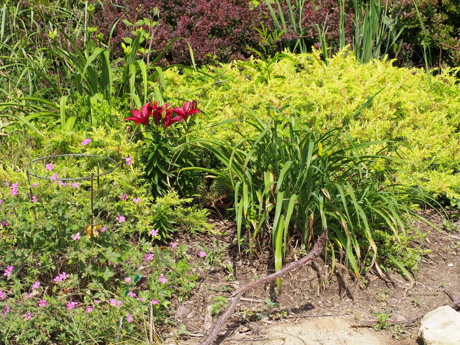 Asiatic Hybrid Lily (Lilium 'Casa Blanca') — When planting with other garden plants