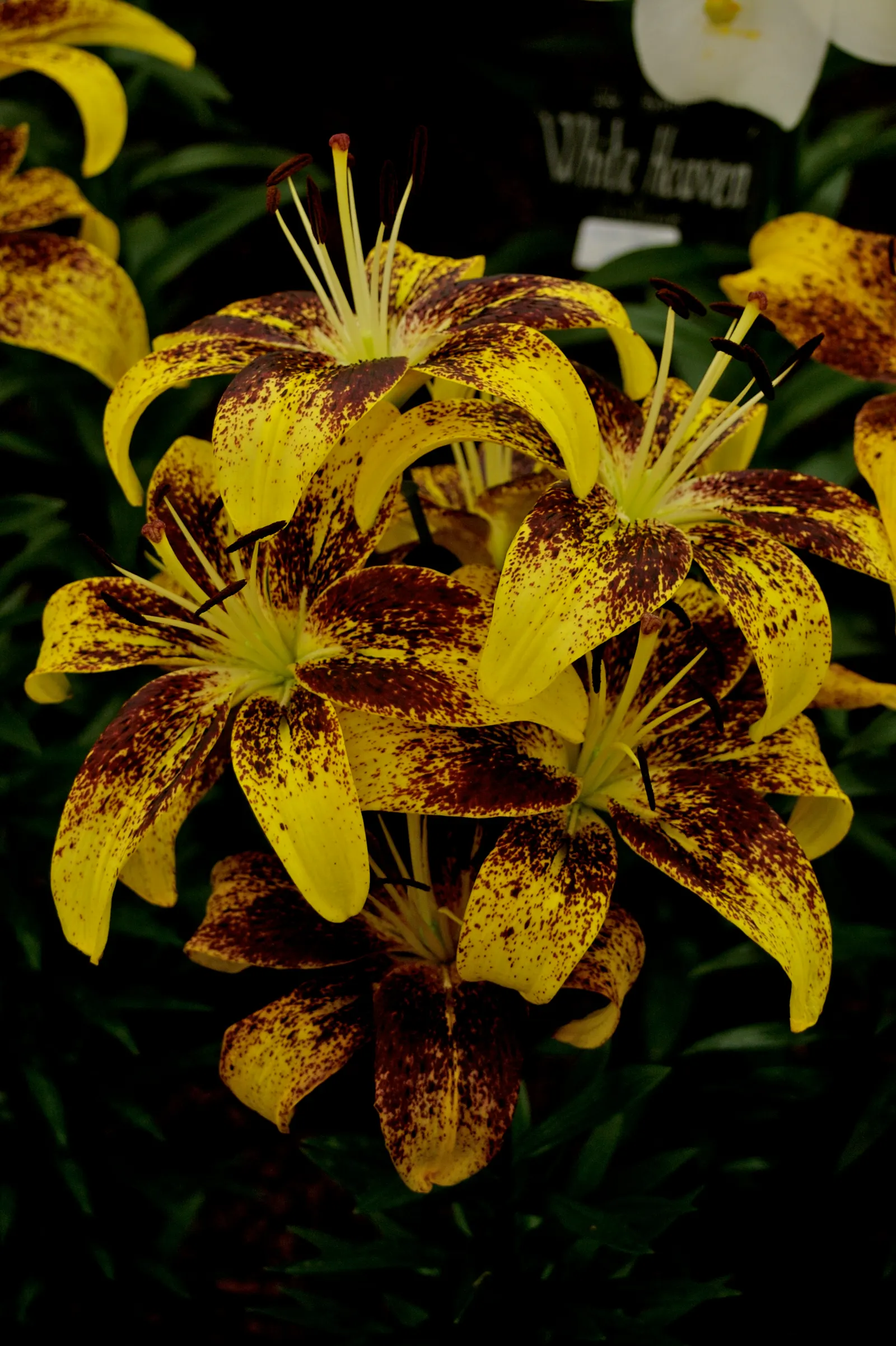 Asiatic Hybrid Lily (Lilium 'Casa Blanca') — staking may be necessary to prevent them from toppling over; as it prefers moist conditions without standing water