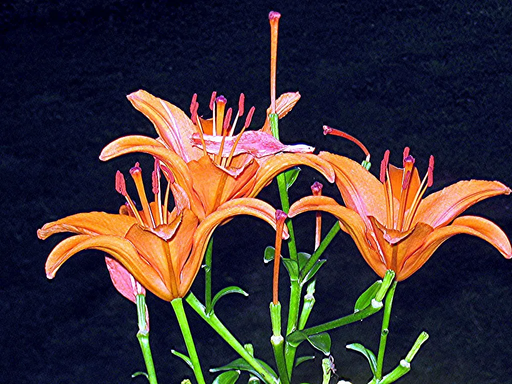 Asiatic Hybrid Lily (Lilium 'Casa Blanca') — Requires Zones 3-8 for optimal growth