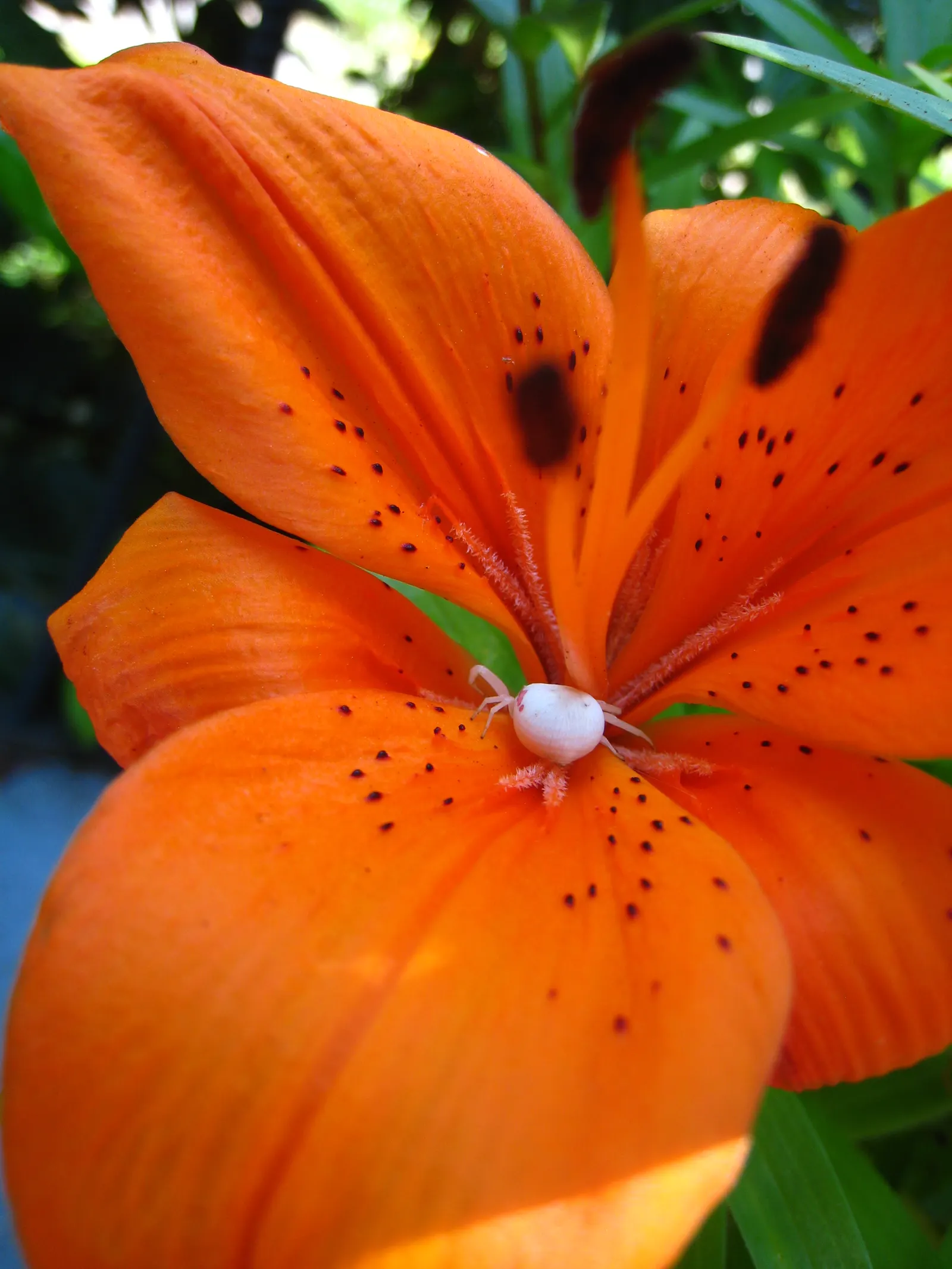 Asiatic Hybrid Lily (Lilium 'Casa Blanca') — bulb for full or half