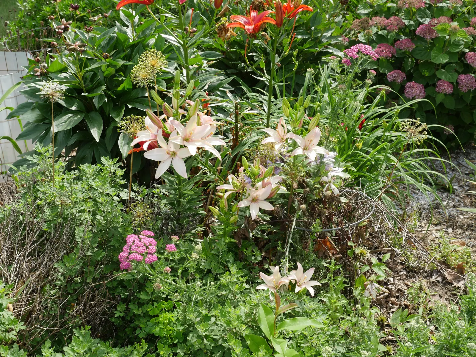 Asiatic Hybrid Lily (Lilium 'Casa Blanca') — yet it impresses with its heady fragrance and lush blooms; situate these lilies in a location that receives full