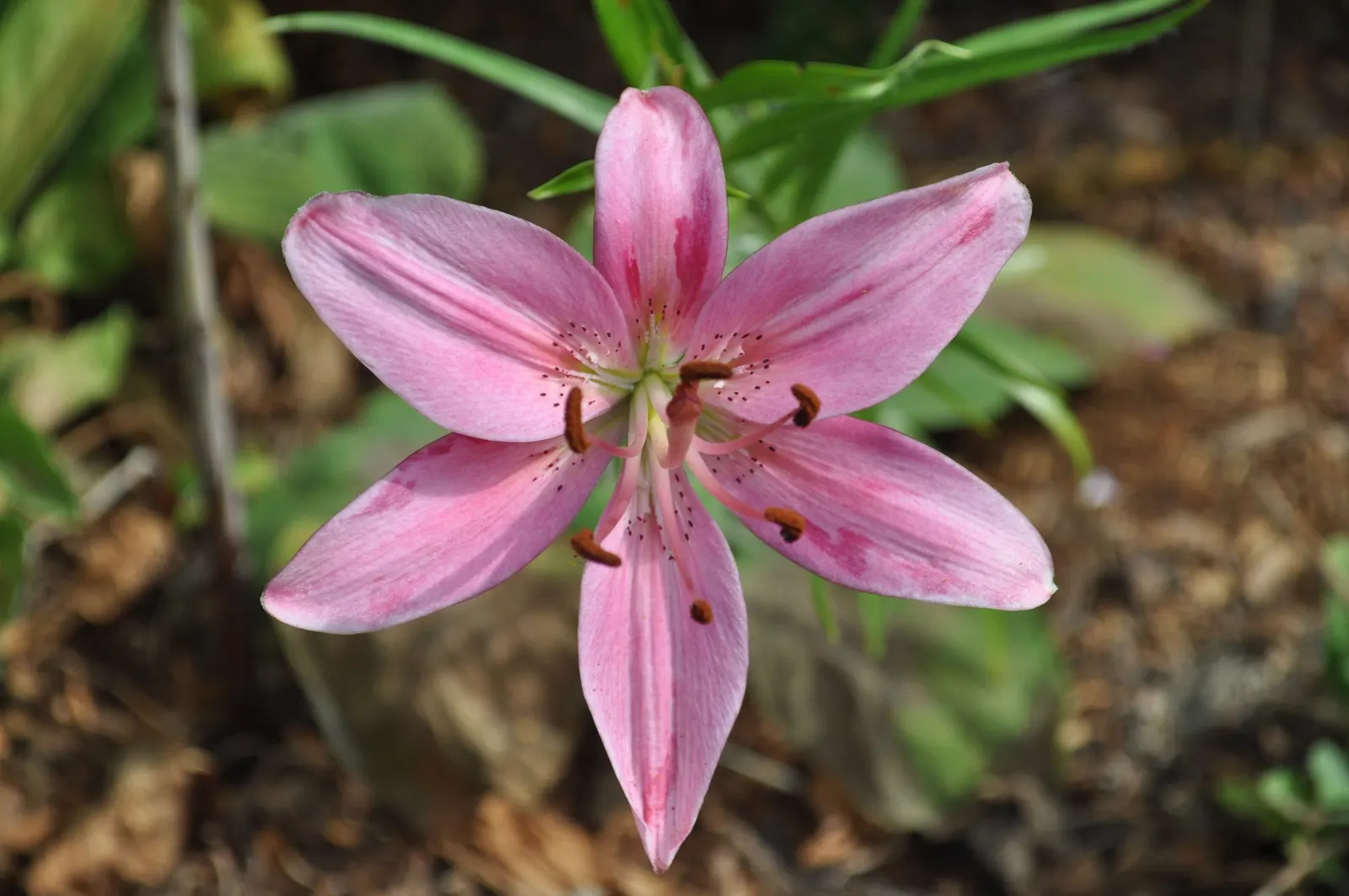 Asiatic Hybrid Lily (Lilium 'Casa Blanca') — Each bloom features a distinctive array of six tepals that curve gently backward
