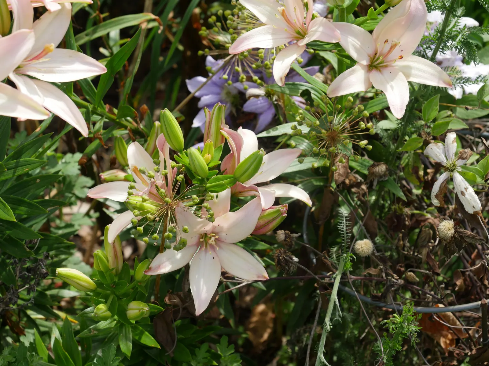 Asiatic Hybrid Lily (Lilium 'Casa Blanca') — bulb with white blooms