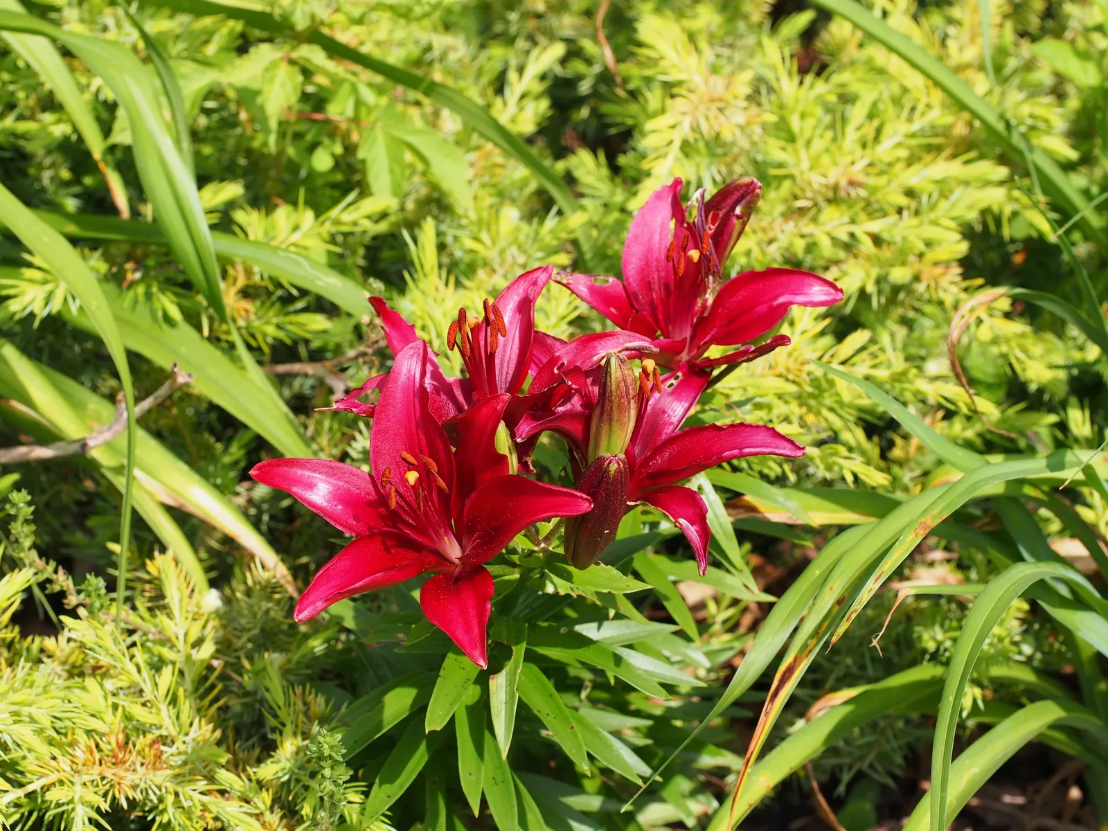 Asiatic Hybrid Lily (Lilium 'Casa Blanca') — Situate these lilies in a location that receives full to partial sunlight; while they can tolerate some shade