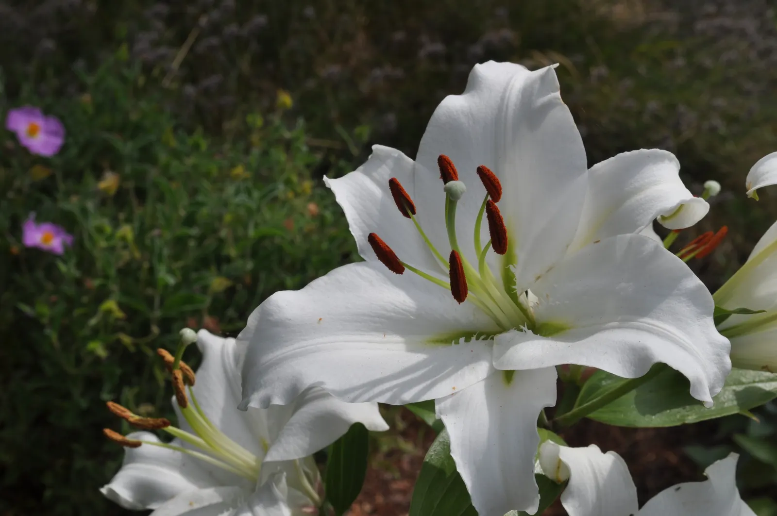 Asiatic Hybrid Lily (Lilium 'Casa Blanca') — as it prefers moist conditions without standing water