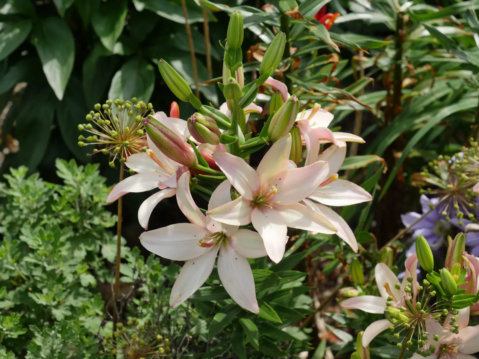 Asiatic Hybrid Lily (Lilium 'Casa Blanca') — bulb for full or half; enchanting onlookers and complimenting your client's outdoor sanctuary with its serene