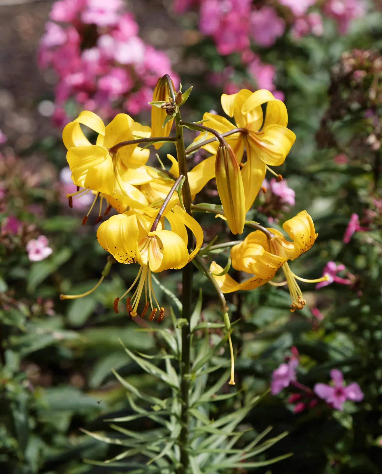 Asiatic Hybrid Lily (Lilium 'Casa Blanca') — enchanting onlookers and complimenting your client's outdoor sanctuary with its serene presence; pure white petals