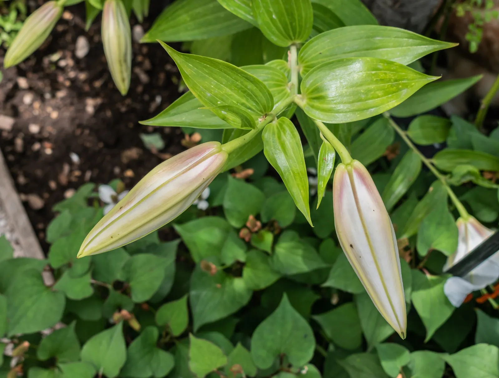 Asiatic Hybrid Lily (Lilium 'Casa Blanca') — the Lilium 'Casa Blanca' is low maintenance; particularly the Lilium 'Casa Blanca'