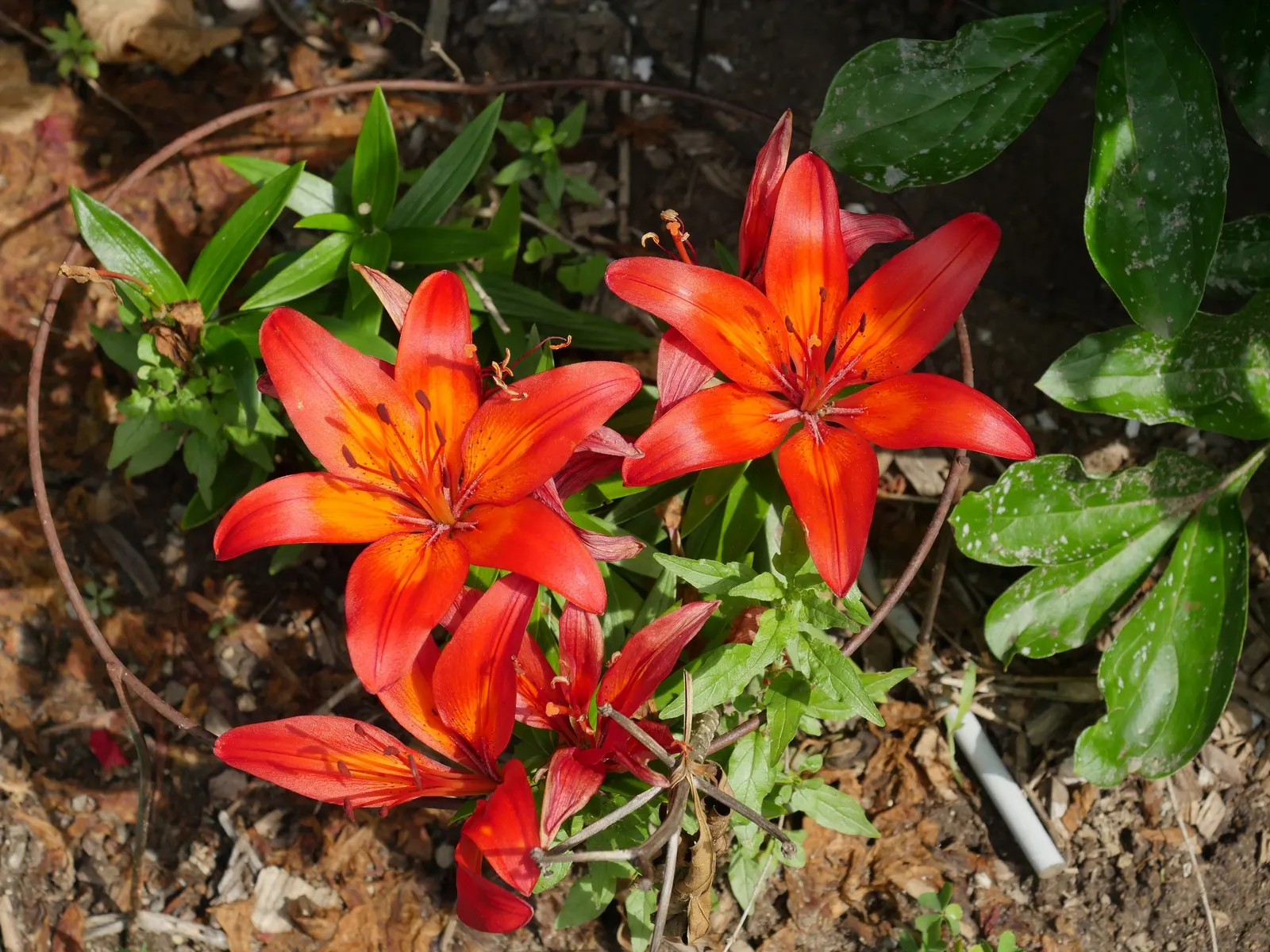Asiatic Hybrid Lily (Lilium 'Casa Blanca') — Plant in well-drained soil for a mid-summer show of fragrant flowers; bulb with white blooms