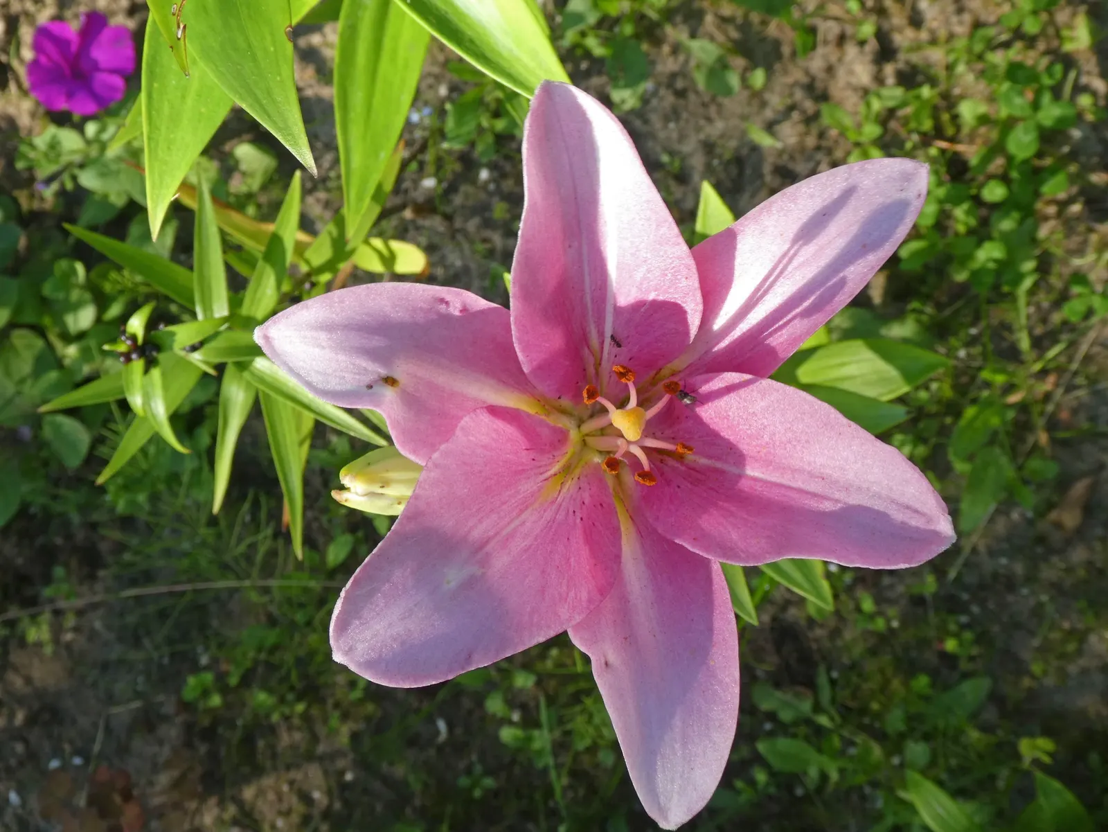 Asiatic Hybrid Lily (Lilium 'Casa Blanca') — is a celebrated ornamental flower that adds a touch of exotic elegance to any landscape design