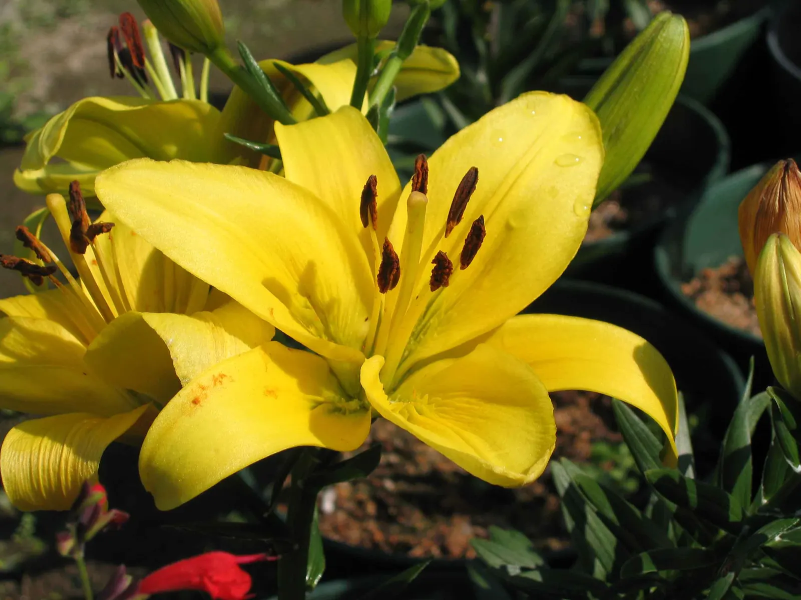 Asiatic Hybrid Lily (Lilium 'Casa Blanca') — the Lilium 'Casa Blanca' should be planted in well-drained soil