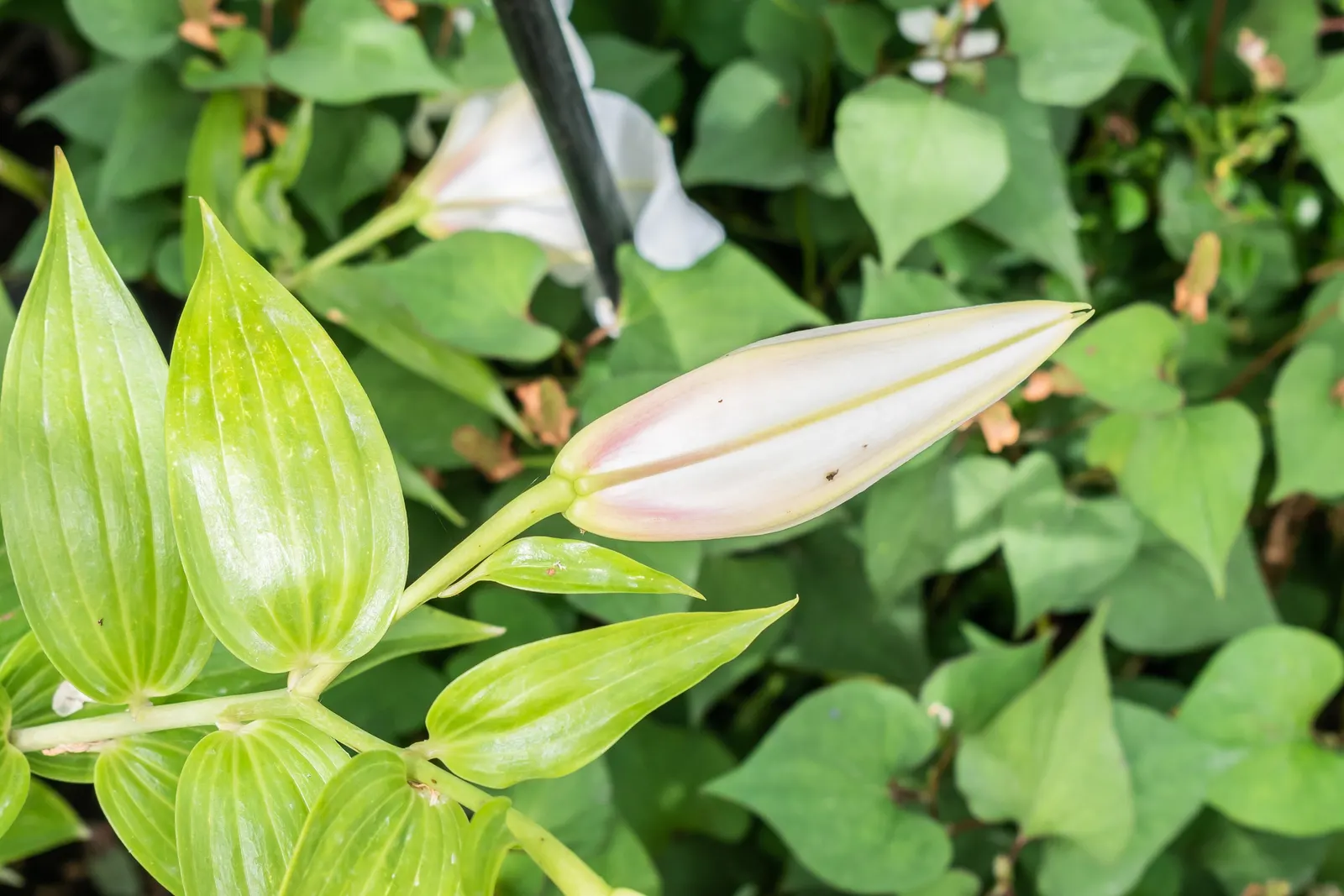 Asiatic Hybrid Lily (Lilium 'Casa Blanca') — bulb with white blooms; but in locations with high wind or heavy rain