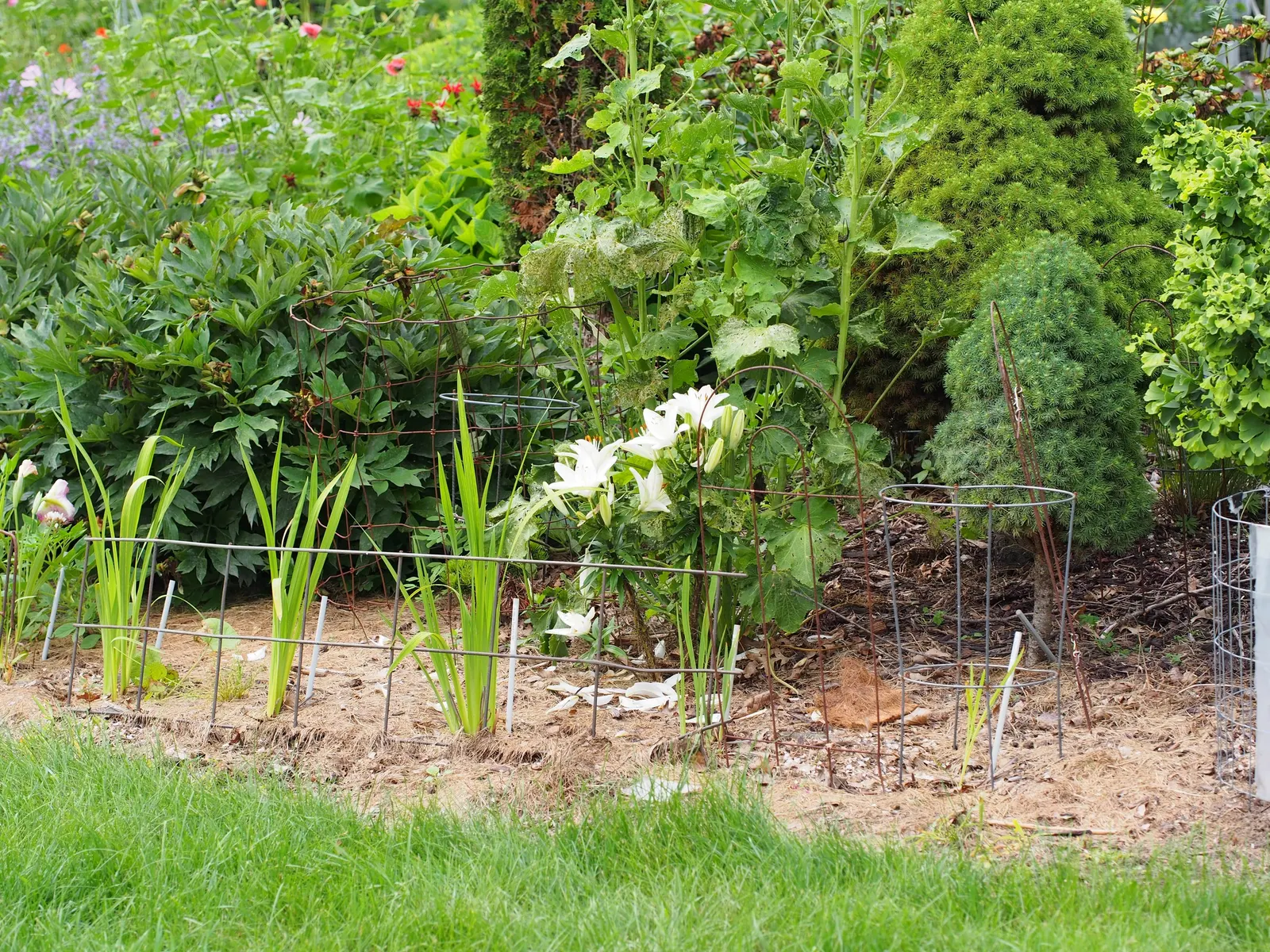 Asiatic Hybrid Lily (Lilium 'Casa Blanca') — This hardy perennial reaches a stately height of 4 to 5 feet and thrives in full sun to partial shade; mulching