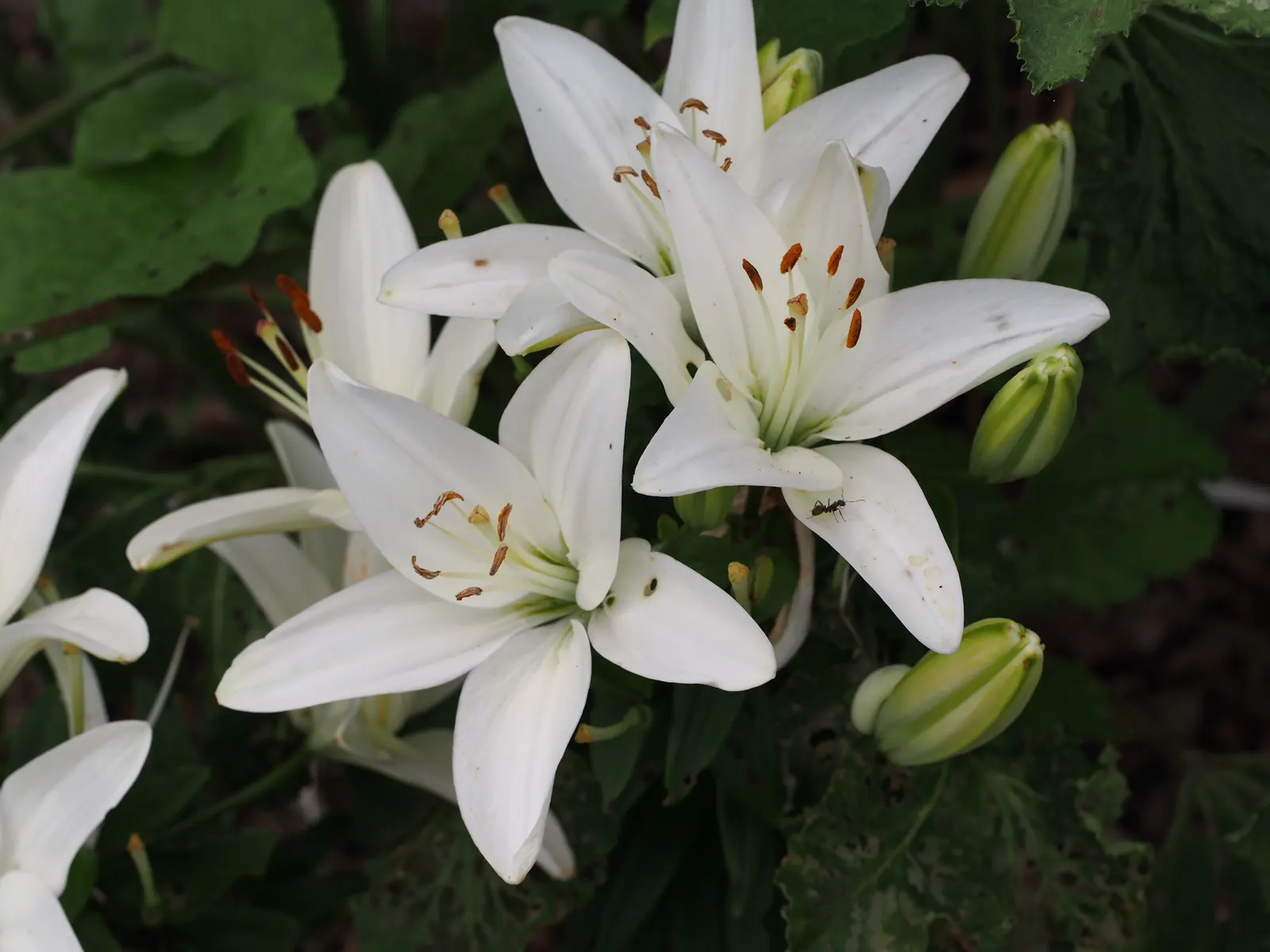 Asiatic Hybrid Lily (Lilium 'Casa Blanca') — Situate these lilies in a location that receives full to partial sunlight; while they can tolerate, image 40