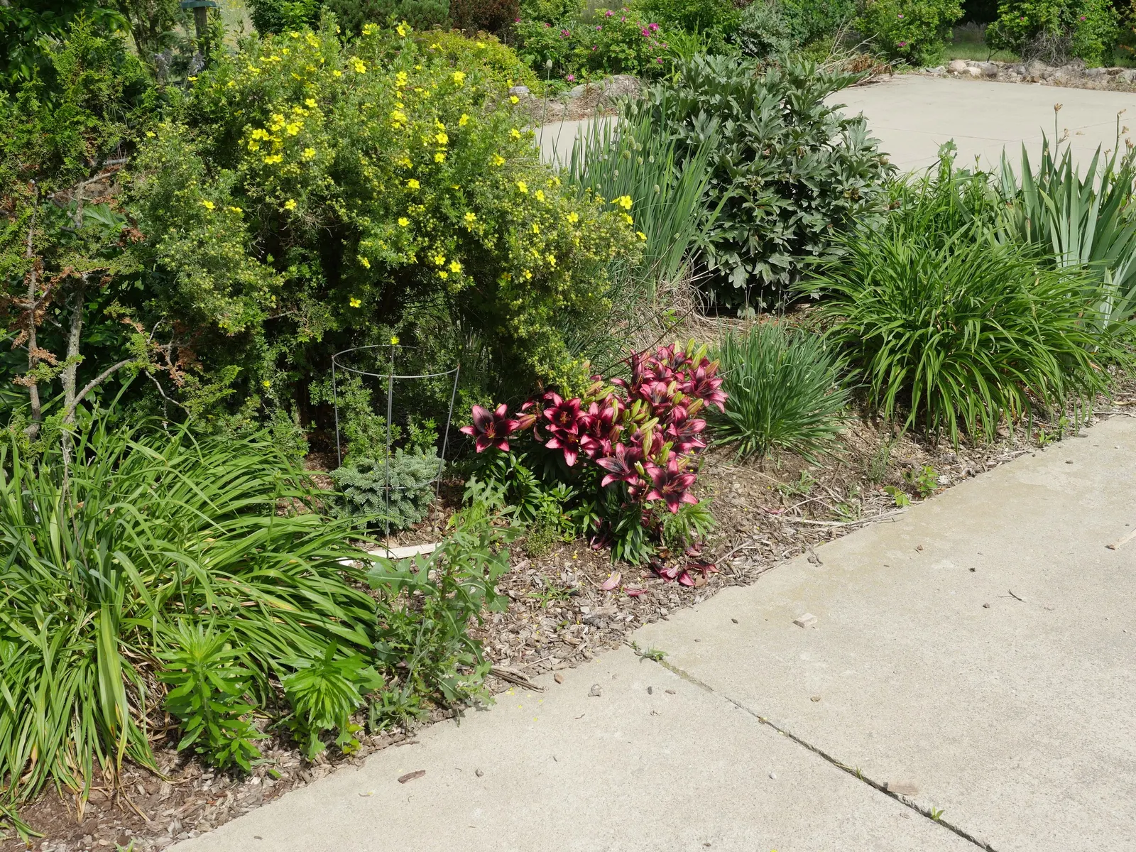 Asiatic Hybrid Lily (Lilium 'Casa Blanca') — enchanting onlookers and complimenting your client's outdoor sanctuary with its serene presence