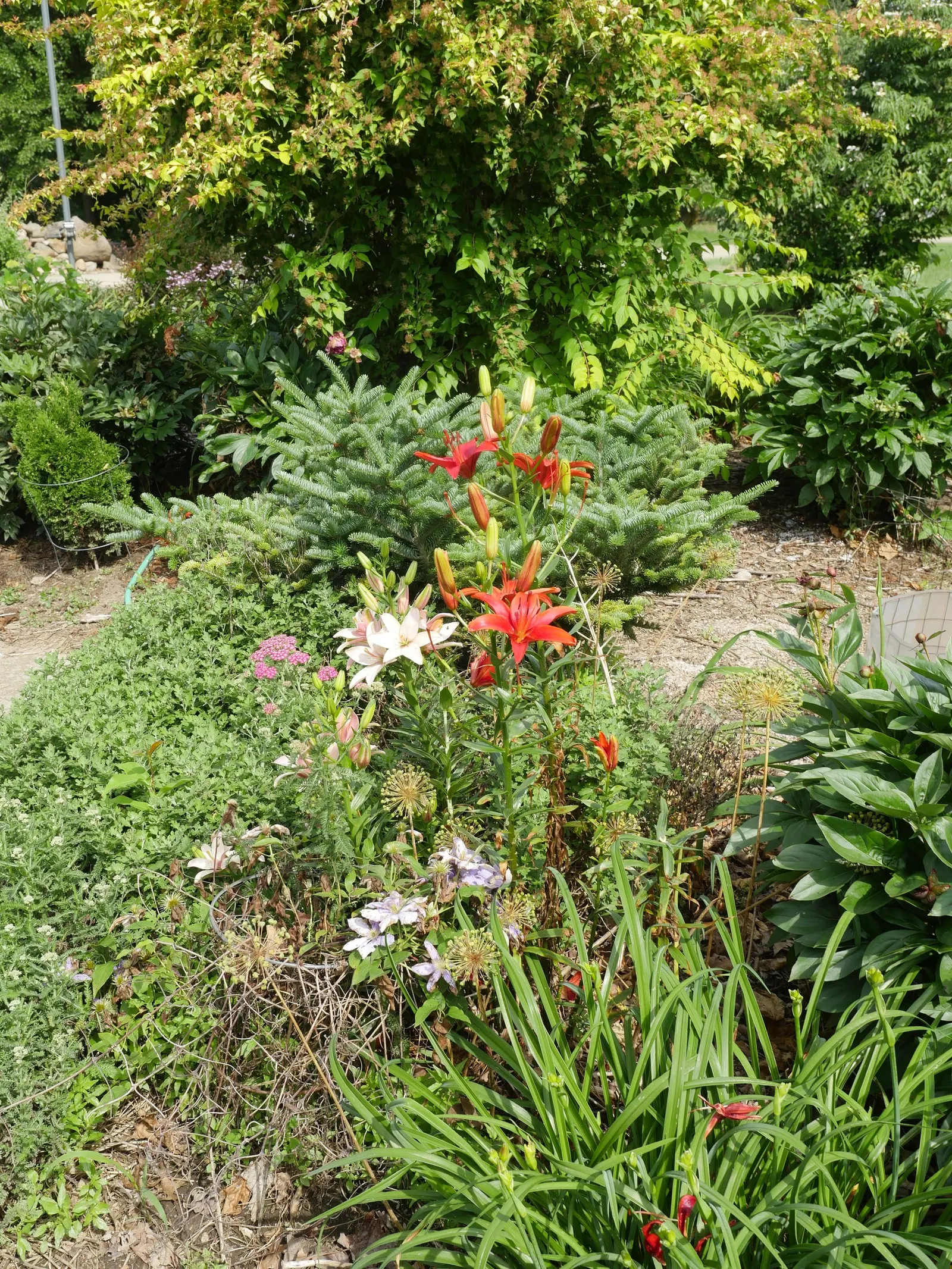 Asiatic Hybrid Lily (Lilium 'Casa Blanca') — Plant in well-drained soil for a mid-summer show of fragrant flowers