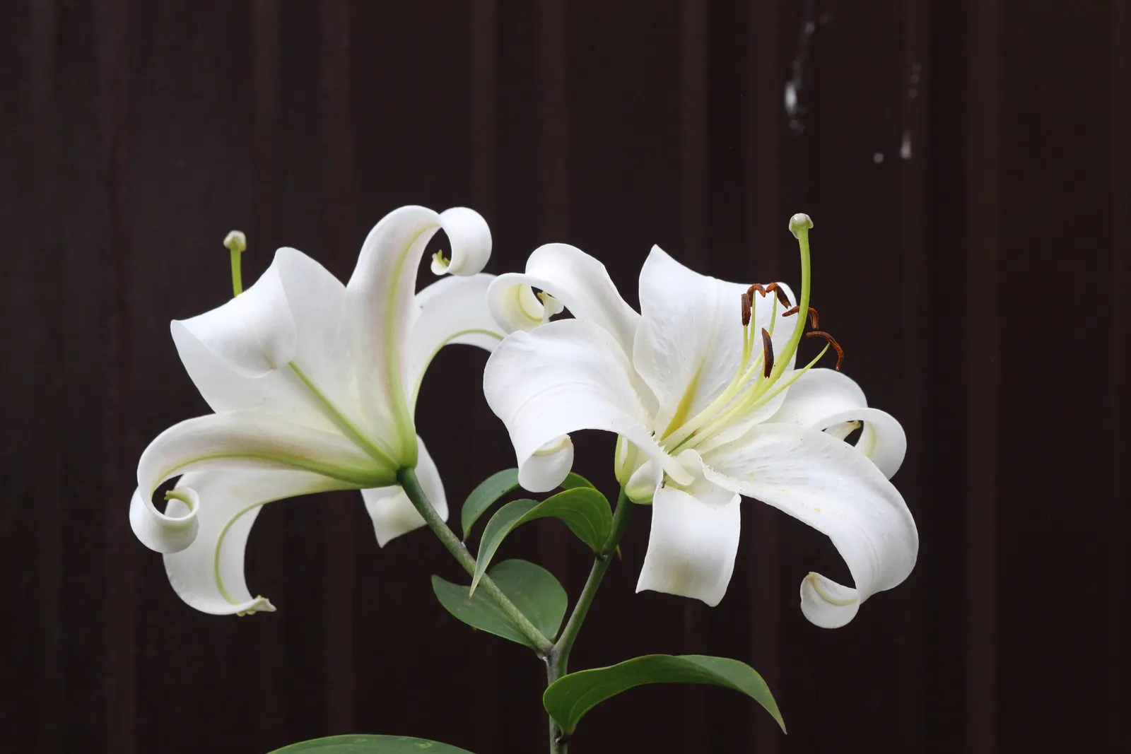 Asiatic Hybrid Lily (Lilium 'Casa Blanca') — the Lilium 'Casa Blanca' is low maintenance
