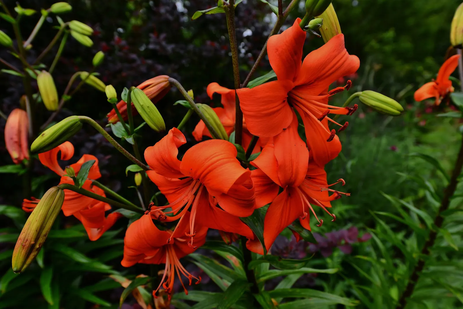 Asiatic Hybrid Lily (Lilium 'Casa Blanca') — white flowers in the garden; stunningly pure white flowers that can reach up to 8 inches in diameter