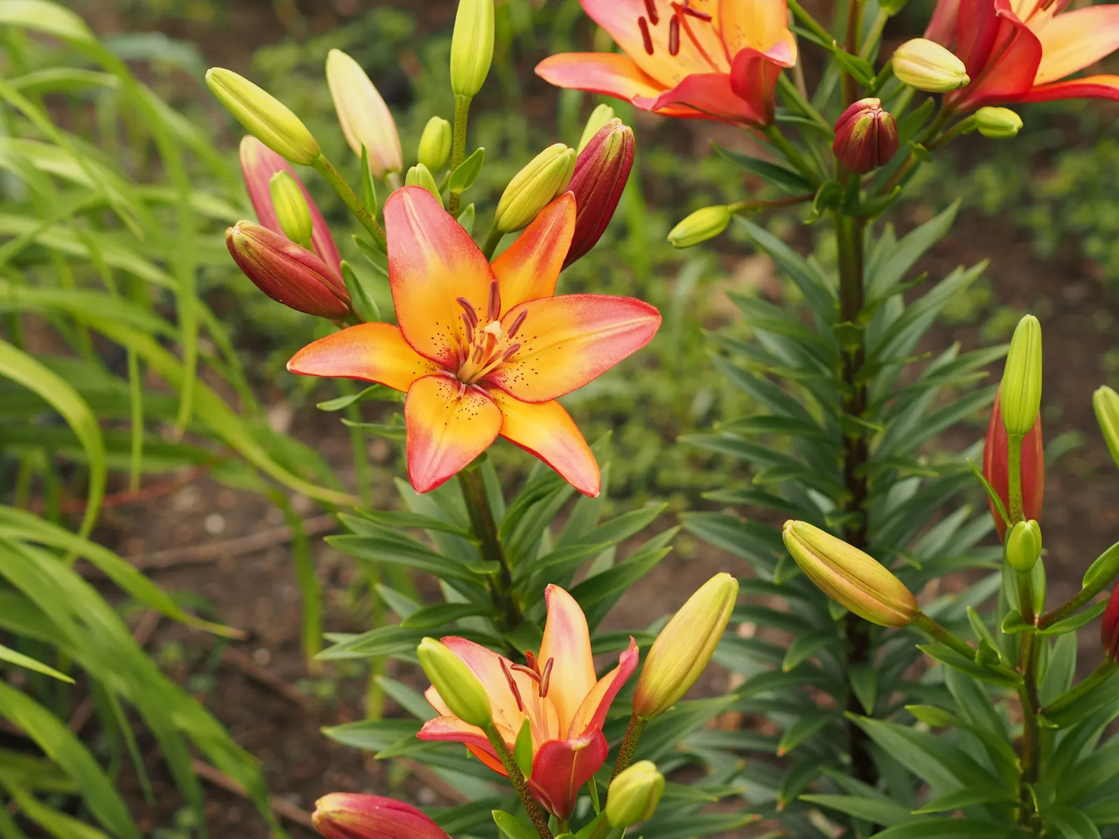 Asiatic Hybrid Lily (Lilium 'Casa Blanca') — When planting with other garden plants; bulb for full or half