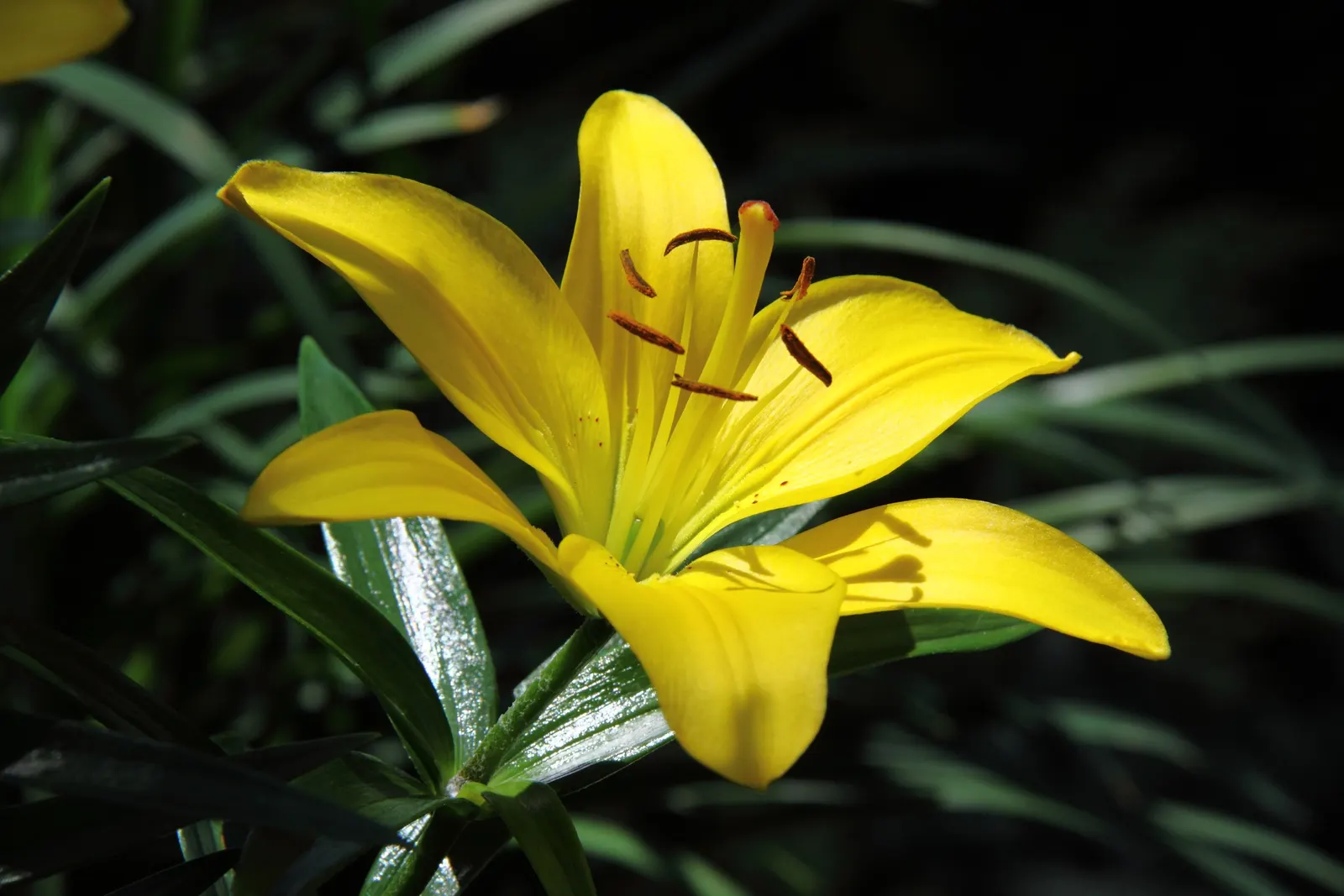 Asiatic Hybrid Lily (Lilium 'Casa Blanca') — ideal for borders and dramatic focal points; requires Zones 3-8 for optimal growth