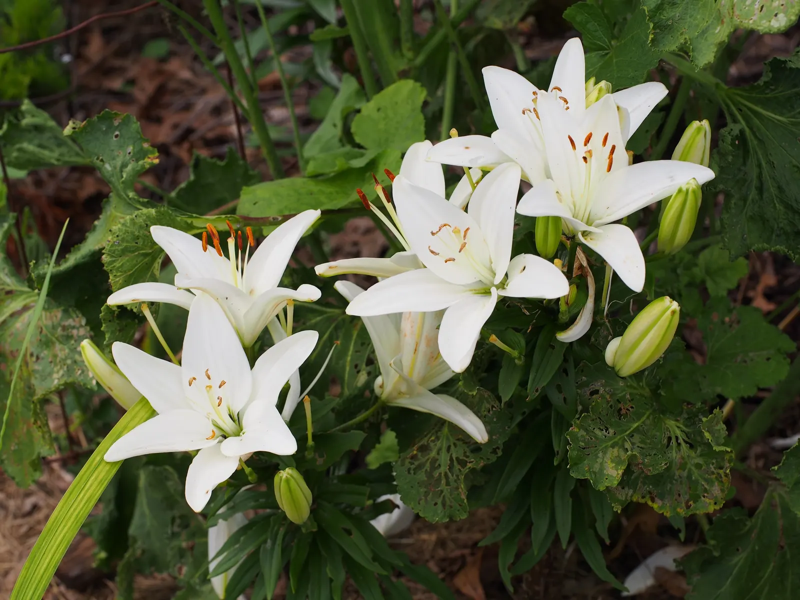 Asiatic Hybrid Lily (Lilium 'Casa Blanca') — the Lilium 'Casa Blanca' should be planted in well-drained soil; it invites a luxurious atmosphere to garden spaces