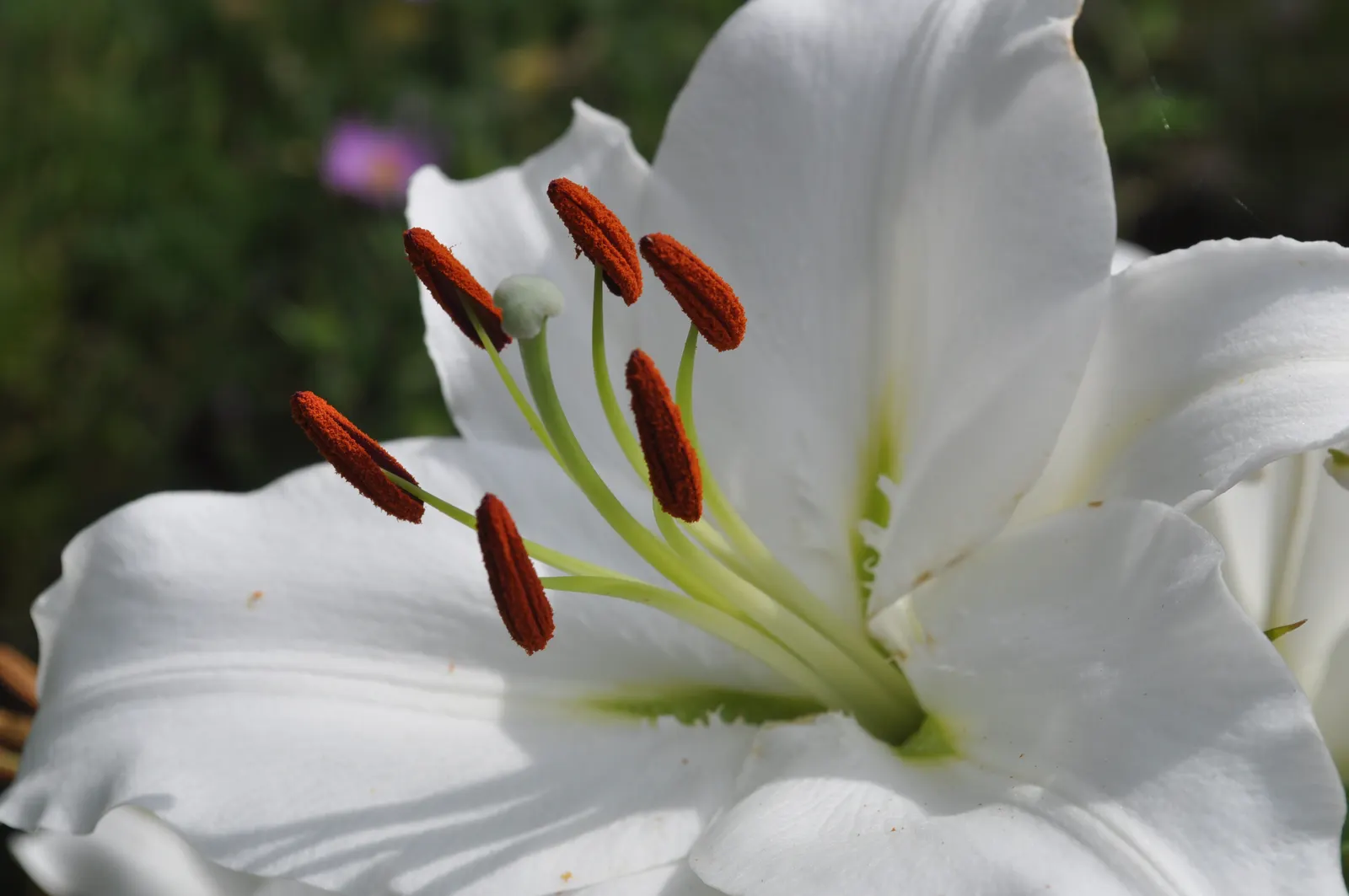 Asiatic Hybrid Lily (Lilium 'Casa Blanca') — too much will hinder flower production.<br><br>The upright stems of 'Casa Blanca' are sturdy