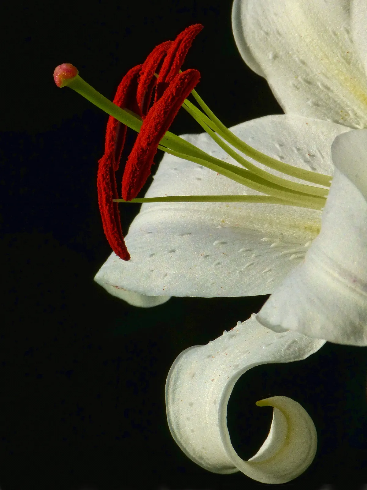 Asiatic Hybrid Lily (Lilium 'Casa Blanca') — but in locations with high wind or heavy rain; ideal for borders and dramatic focal points