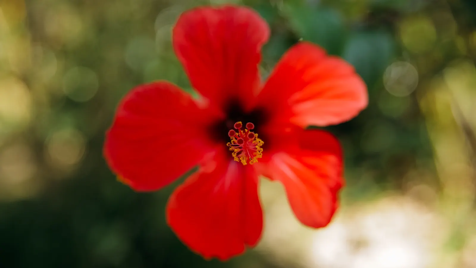 Richard's Red Monkey Flower (Mimulus 'Richard's Red') — Mimulus 'Richard's Red', a vibrant perennial, features striking crimson blooms with a luscious velvety