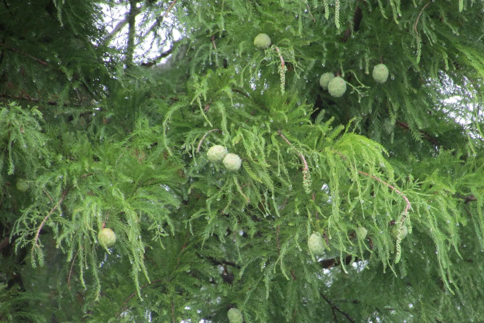Bald Cypress (Taxodium Distichum) — is a stately deciduous conifer thriving in wet conditions; feathery green needles turning russet in fall, image 77