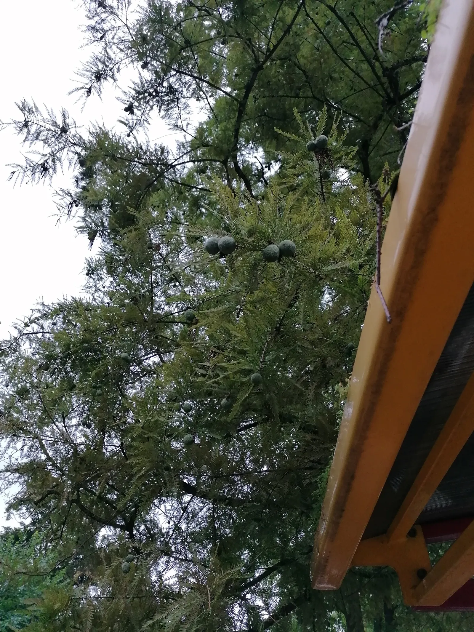 Bald Cypress (Taxodium Distichum) — from dry and sandy to wet and swampy; feather-like foliage presents a vibrant green hue during the growing, image 51