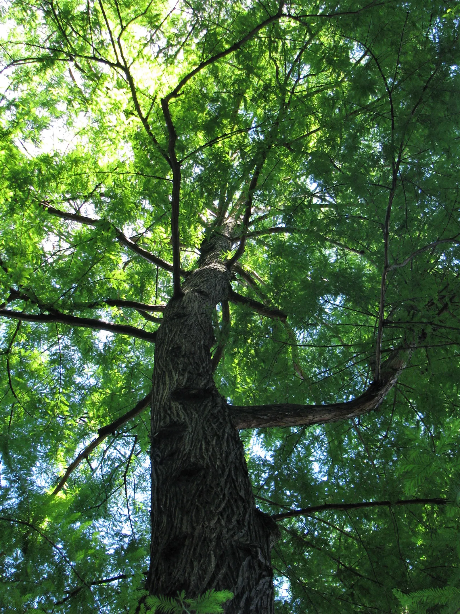 Bald Cypress (Taxodium Distichum) — It is known for its pyramidal shape; the Bald Cypress makes a long-lasting, image 41