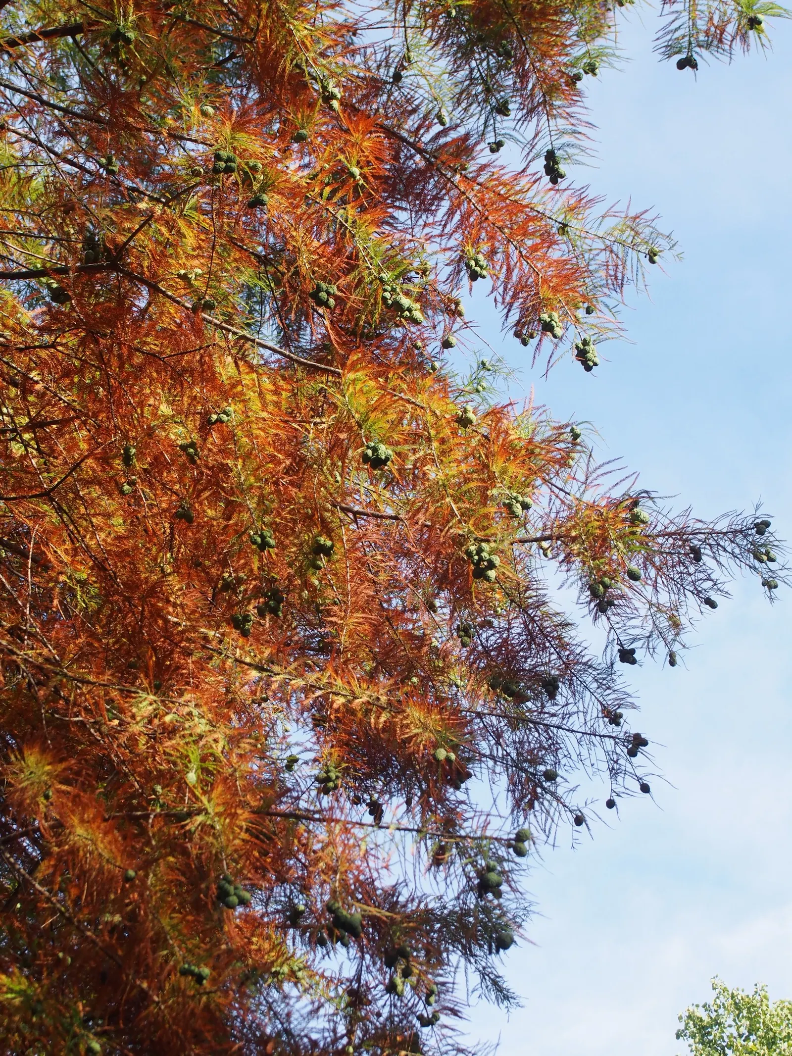 Bald Cypress (Taxodium Distichum) — This resilience includes its adaptability to flooding and waterlogged conditions; creating an imposing yet, image 53