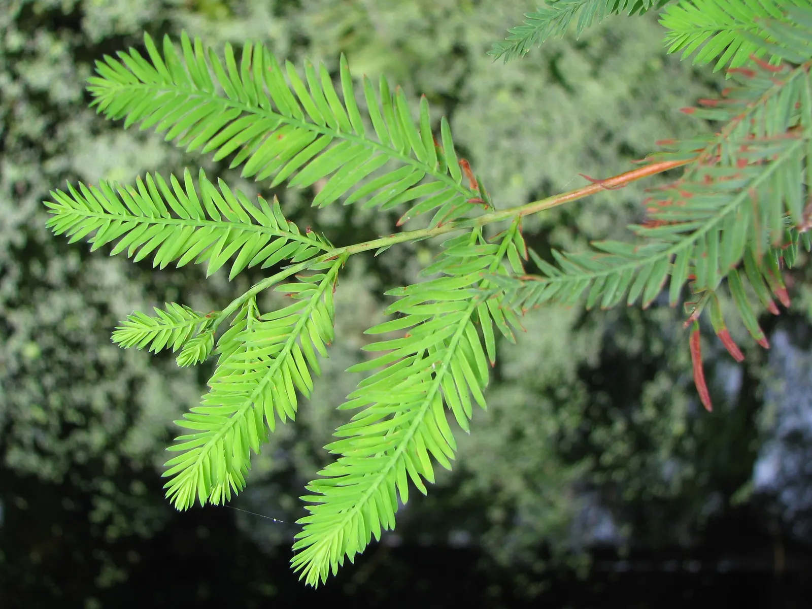 Bald Cypress (Taxodium Distichum) — As a landscape architect assistant, image 29