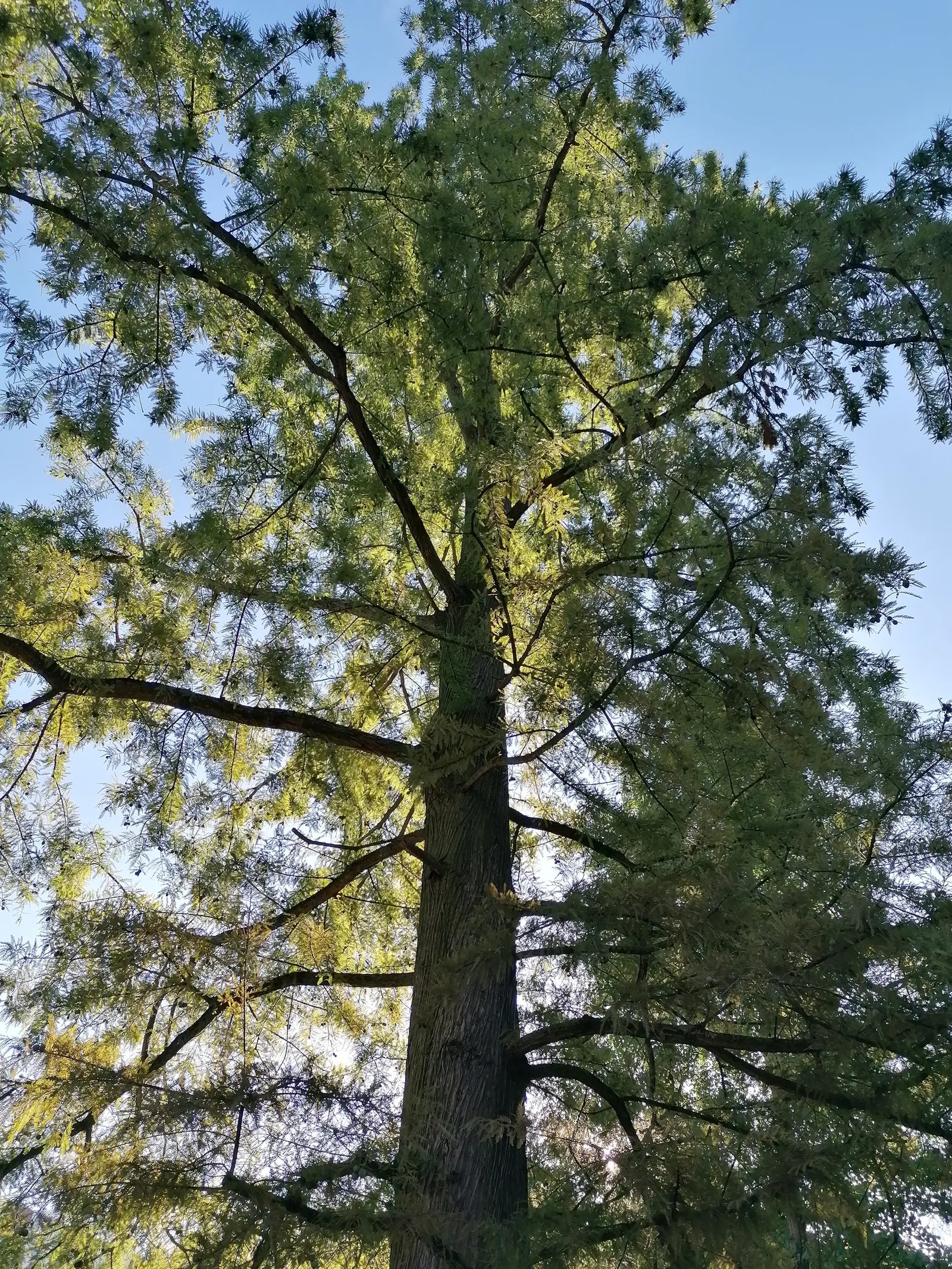 Bald Cypress (Taxodium Distichum) — is a captivating deciduous conifer; this resilience includes its adaptability to flooding and waterlogged conditions
