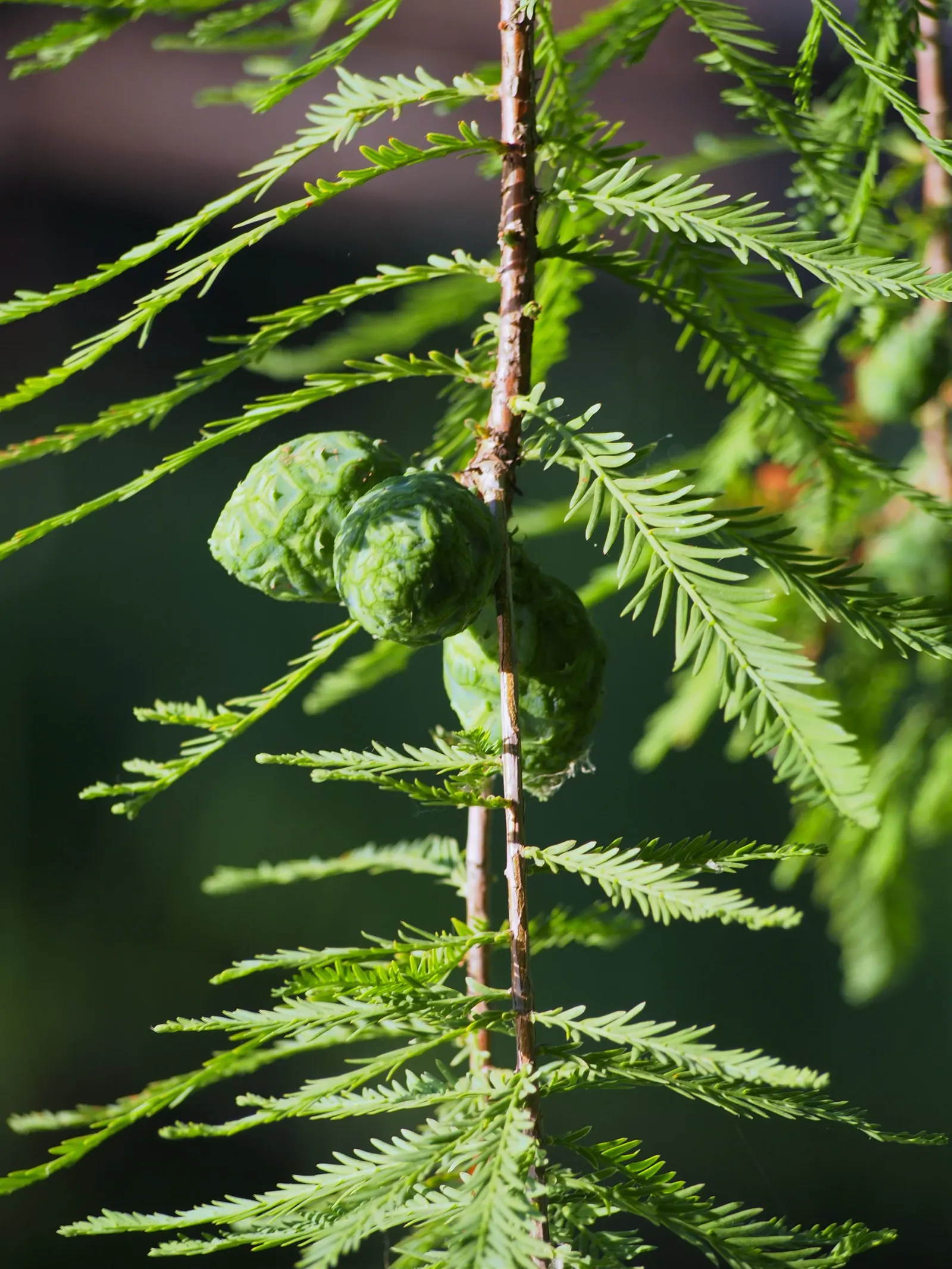 Bald Cypress (Taxodium Distichum) — With an average growth rate of 12 to 24 inches per year; reaching heights of 50-70 feet with a spread of 20-30, image 74