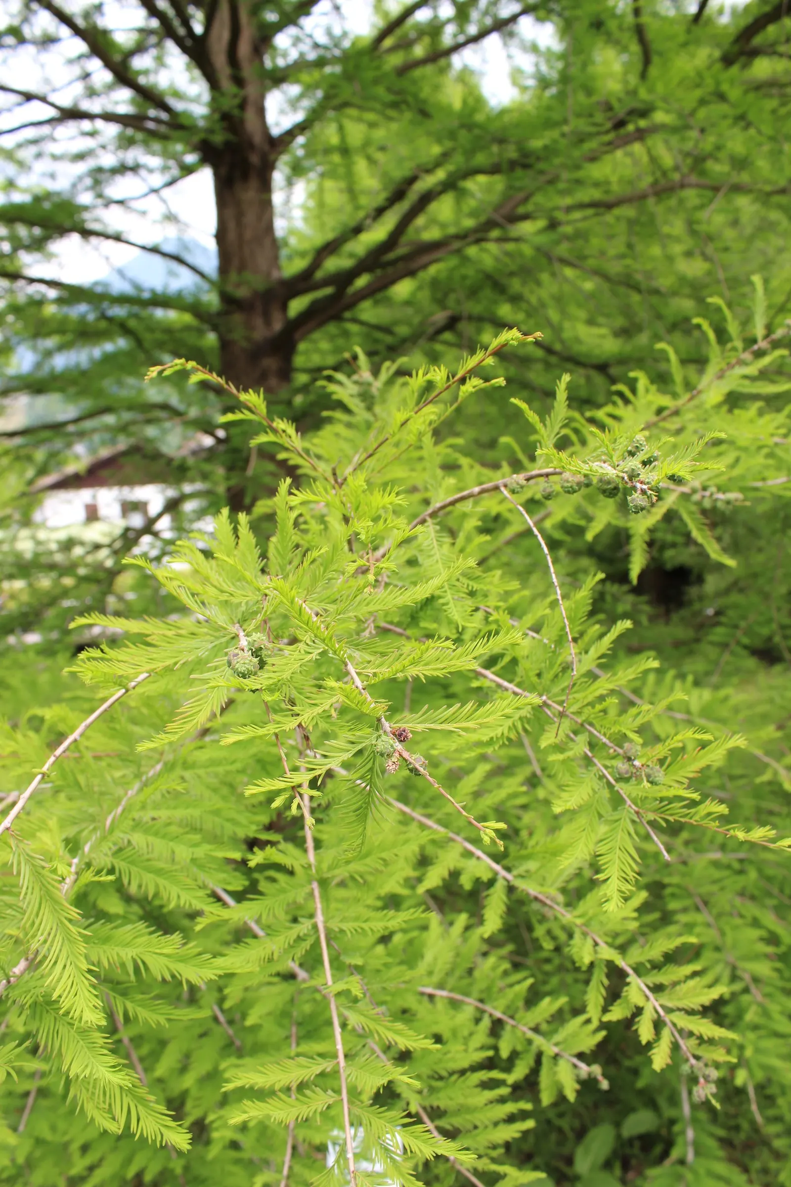 Bald Cypress (Taxodium Distichum) — the Bald Cypress makes a long-lasting; renowned for its distinct growth habits and enviable adaptability