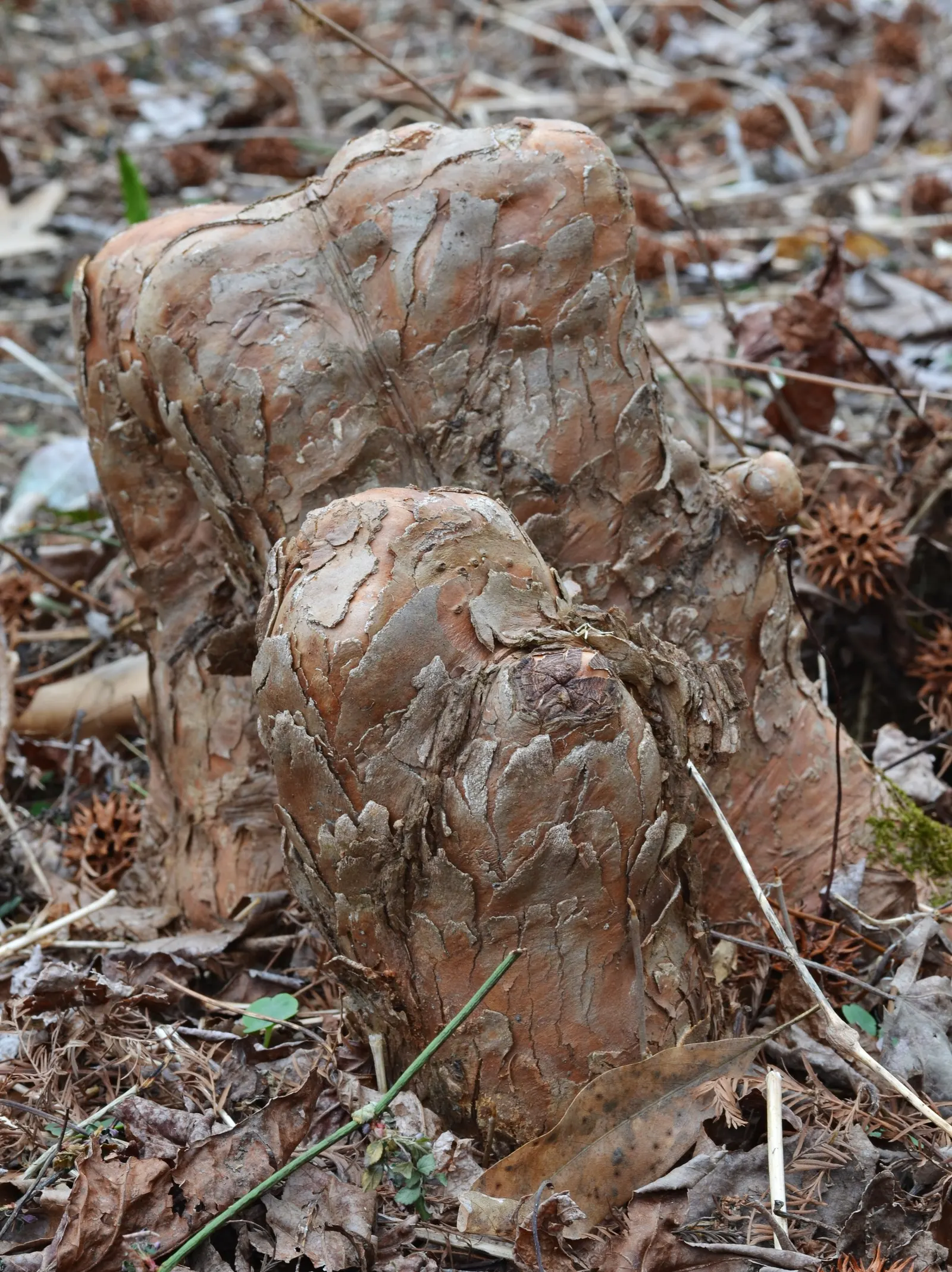 Bald Cypress (Taxodium Distichum) — is a stately deciduous conifer thriving in wet conditions; feathery green needles turning russet in fall, image 39