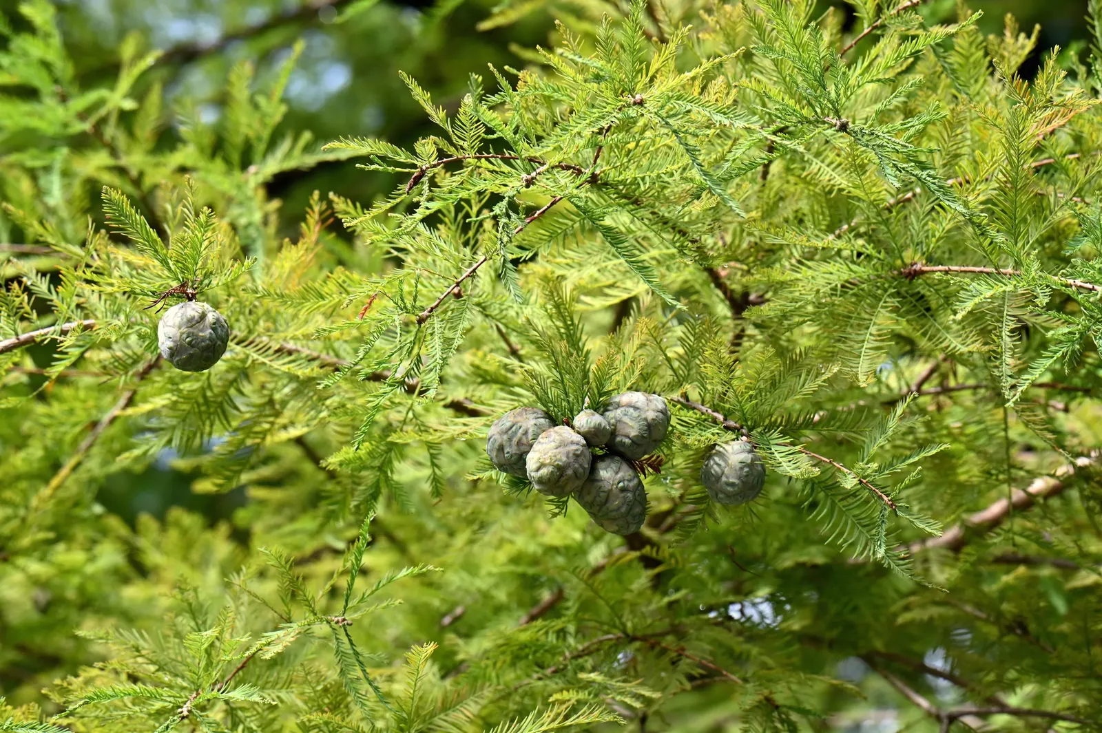 Bald Cypress (Taxodium Distichum) — is a stately deciduous conifer thriving in wet conditions
