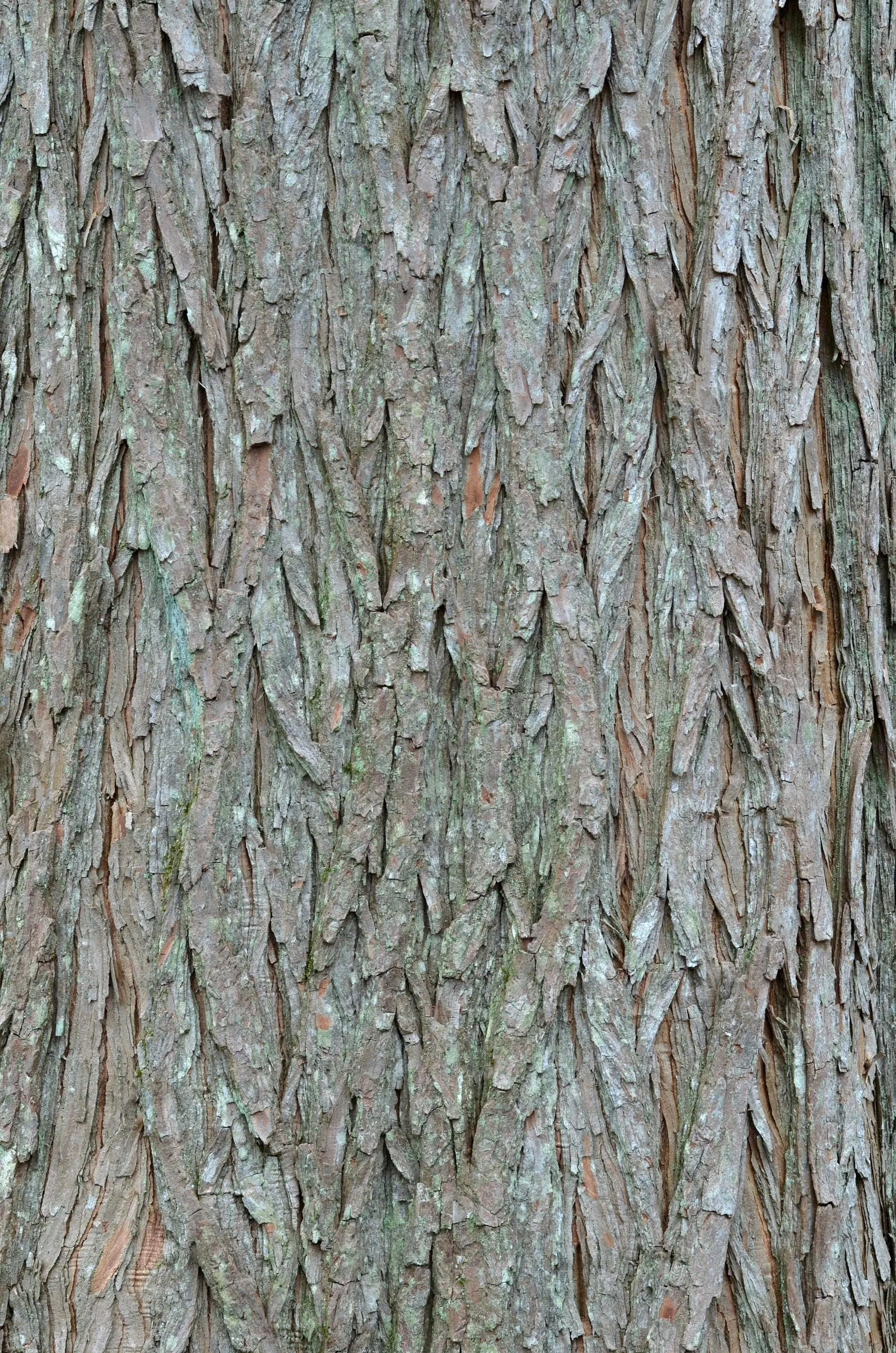 Bald Cypress (Taxodium Distichum) — feather-like foliage presents a vibrant green hue during the growing season; and unique knobby root outgrowths, image 88