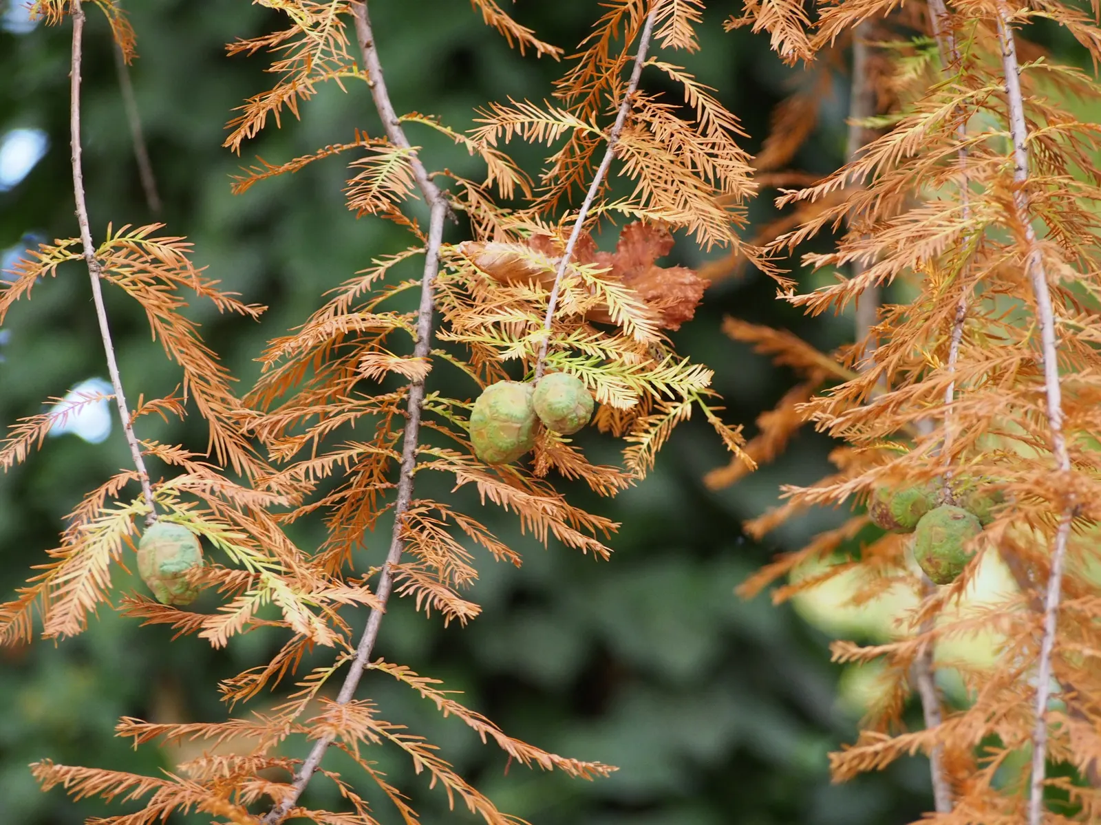 Bald Cypress (Taxodium Distichum) — reaching heights of 50-70 feet with a spread of 20-30 feet; the Bald Cypress stands tall with a straight trunk, image 78