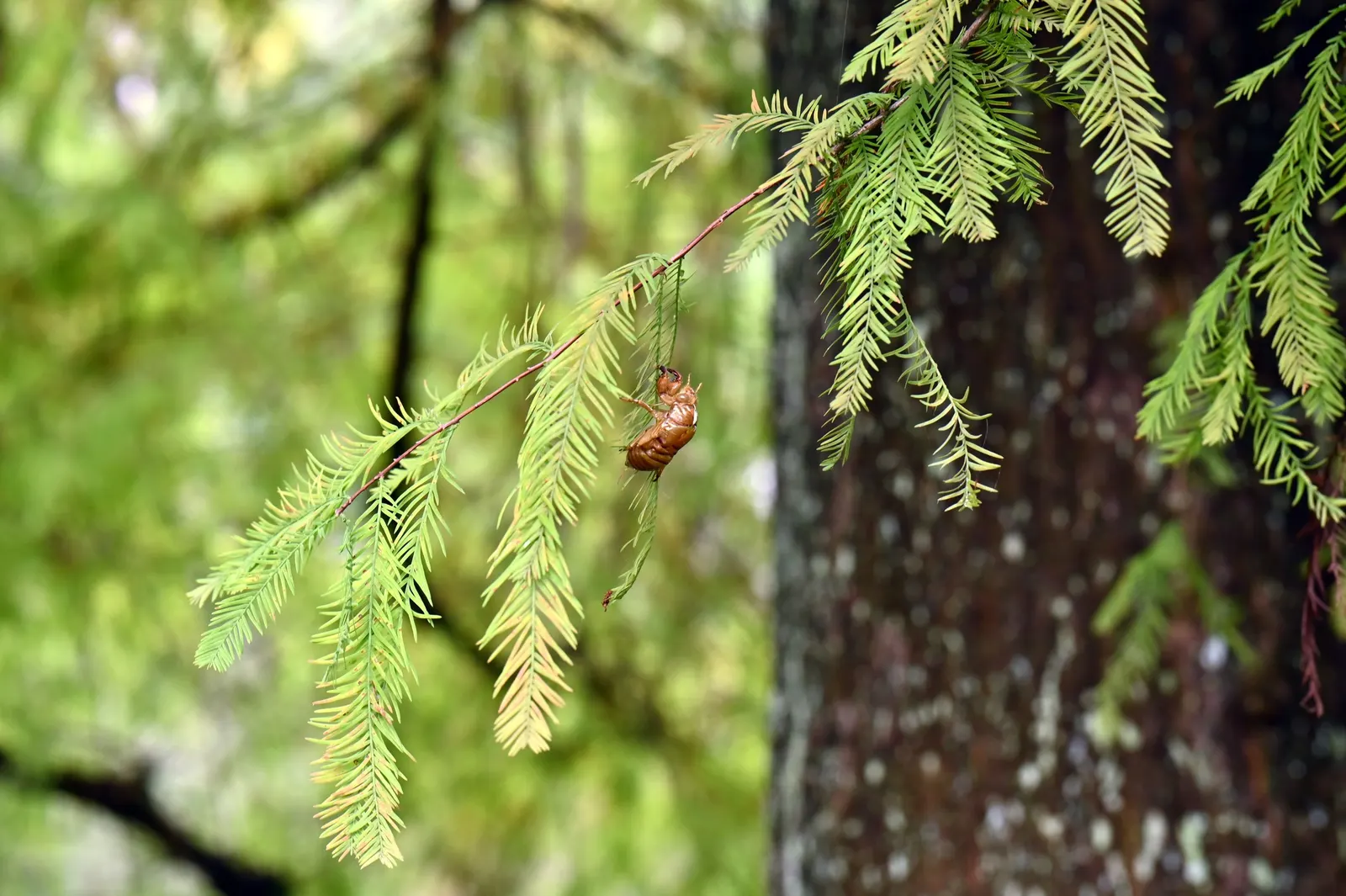 Bald Cypress (Taxodium Distichum) — feather-like foliage presents a vibrant green hue during the growing season; and unique knobby root outgrowths, image 69